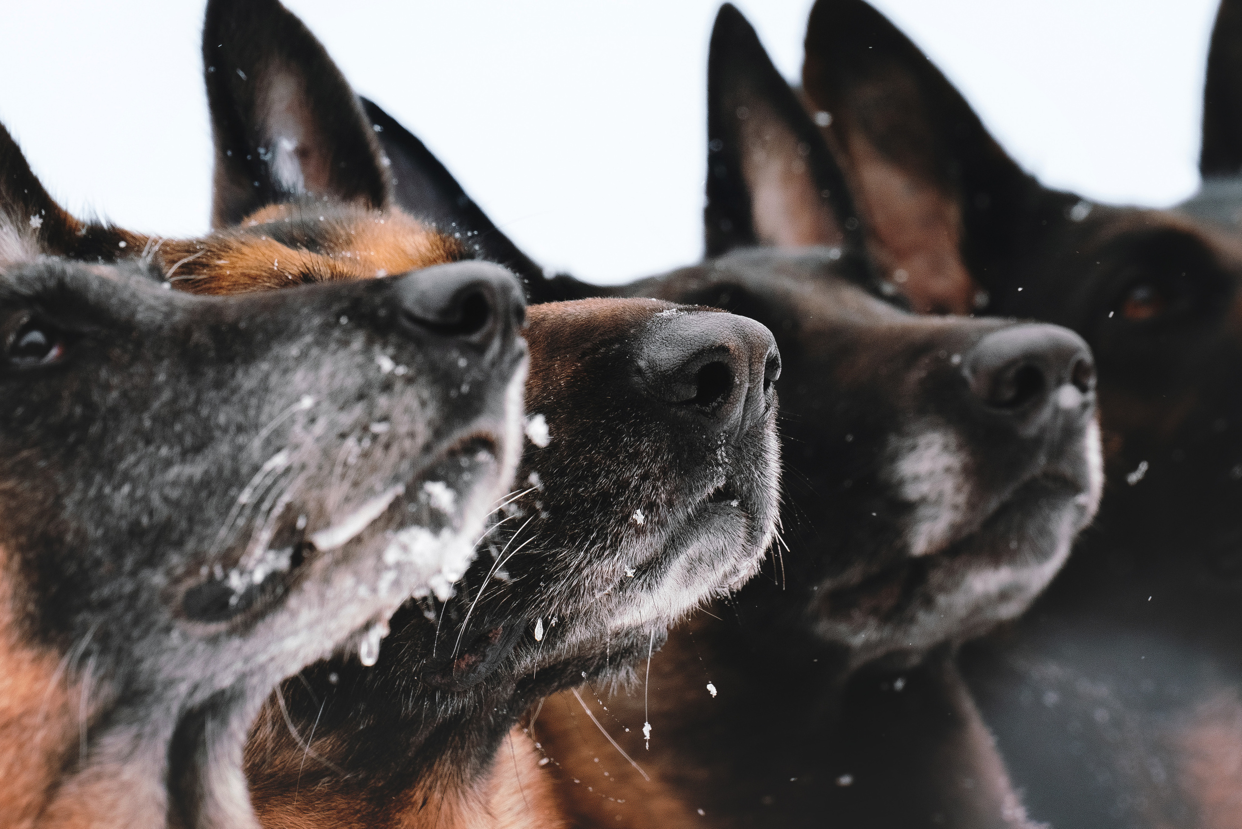 Оля, Делфи, Жара, Вита и Гранд. Фотограф анималист Осипчикова Мария