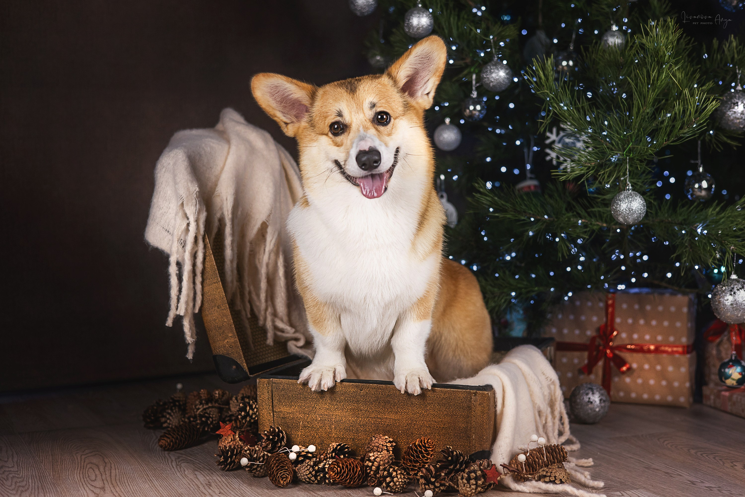 Фотодень_1 2025. Фотограф анималист Аня Ливанова | Рыбинск