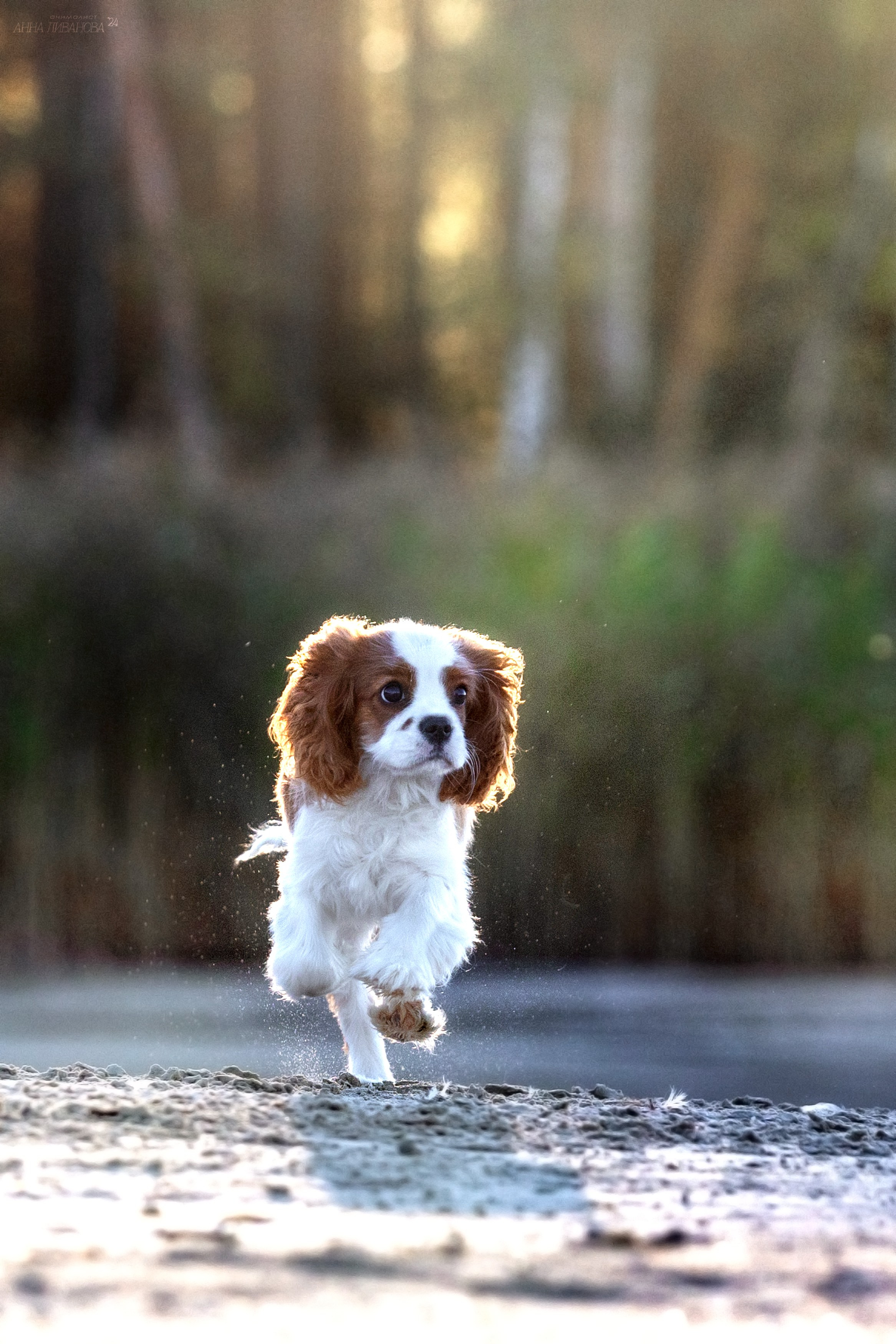Татка. Фотограф анималист Аня Ливанова | Рыбинск