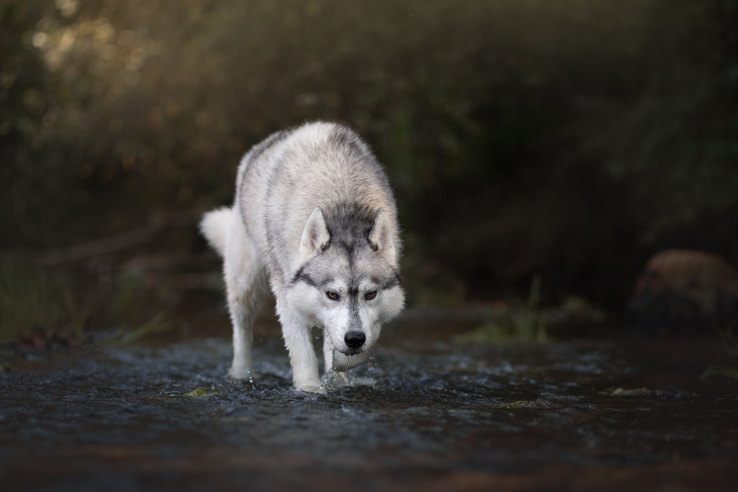 Фотосъёмка собак. Семейный и анималист фотограф в Переславле Анастасия Гусева