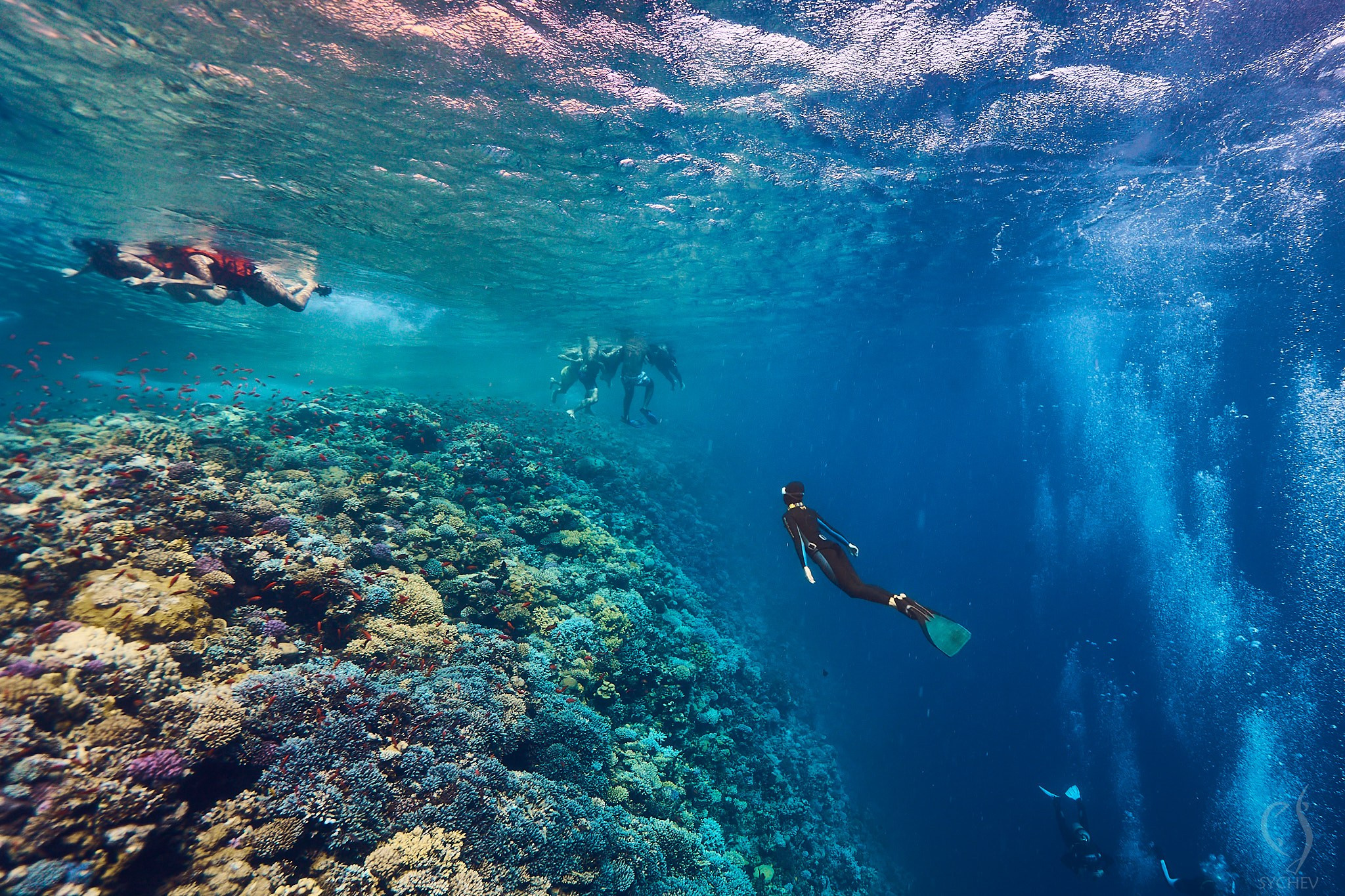 Подводная съемка в море. Главная