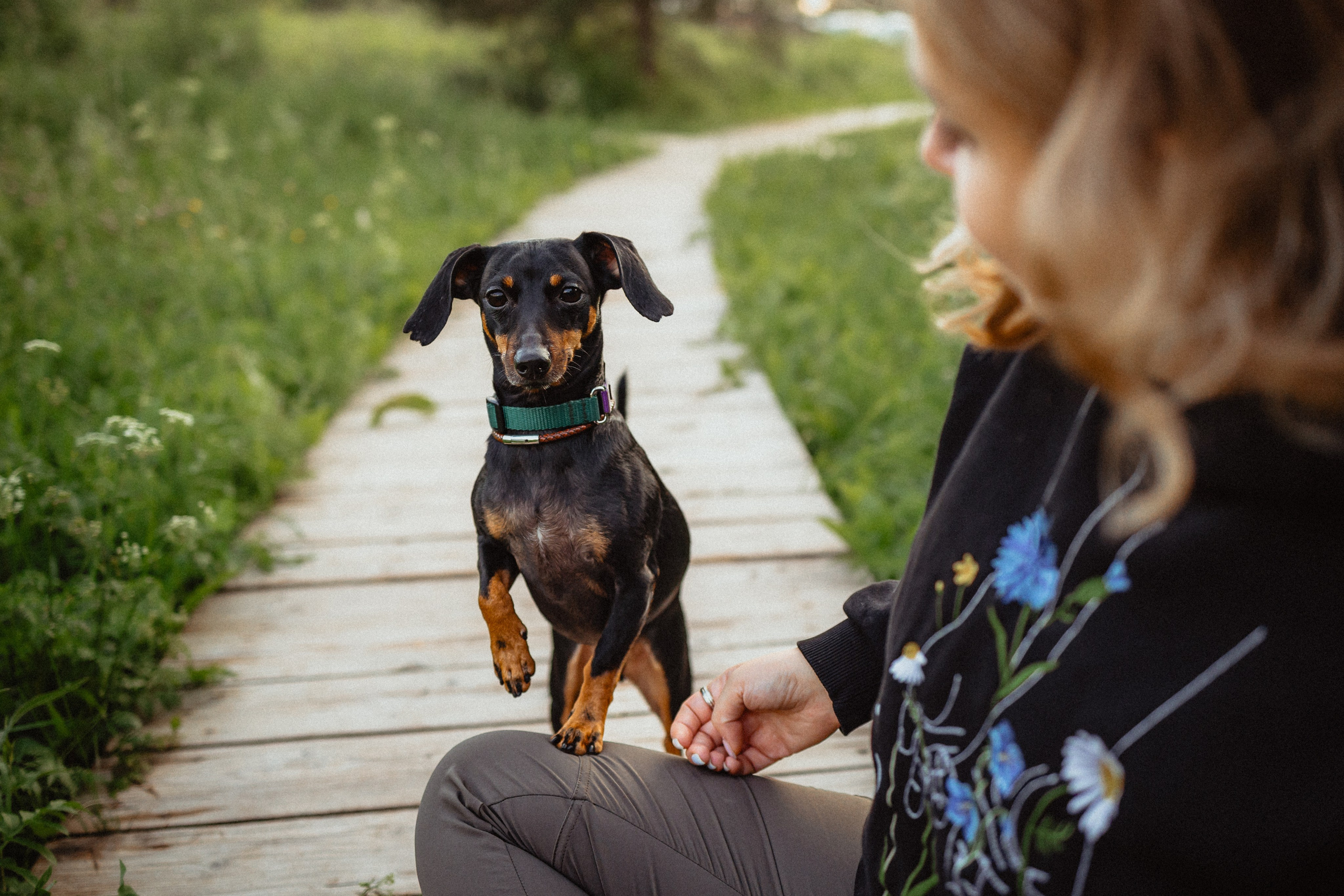 Выездной дог-тренинг от школы «Шерсть имею»