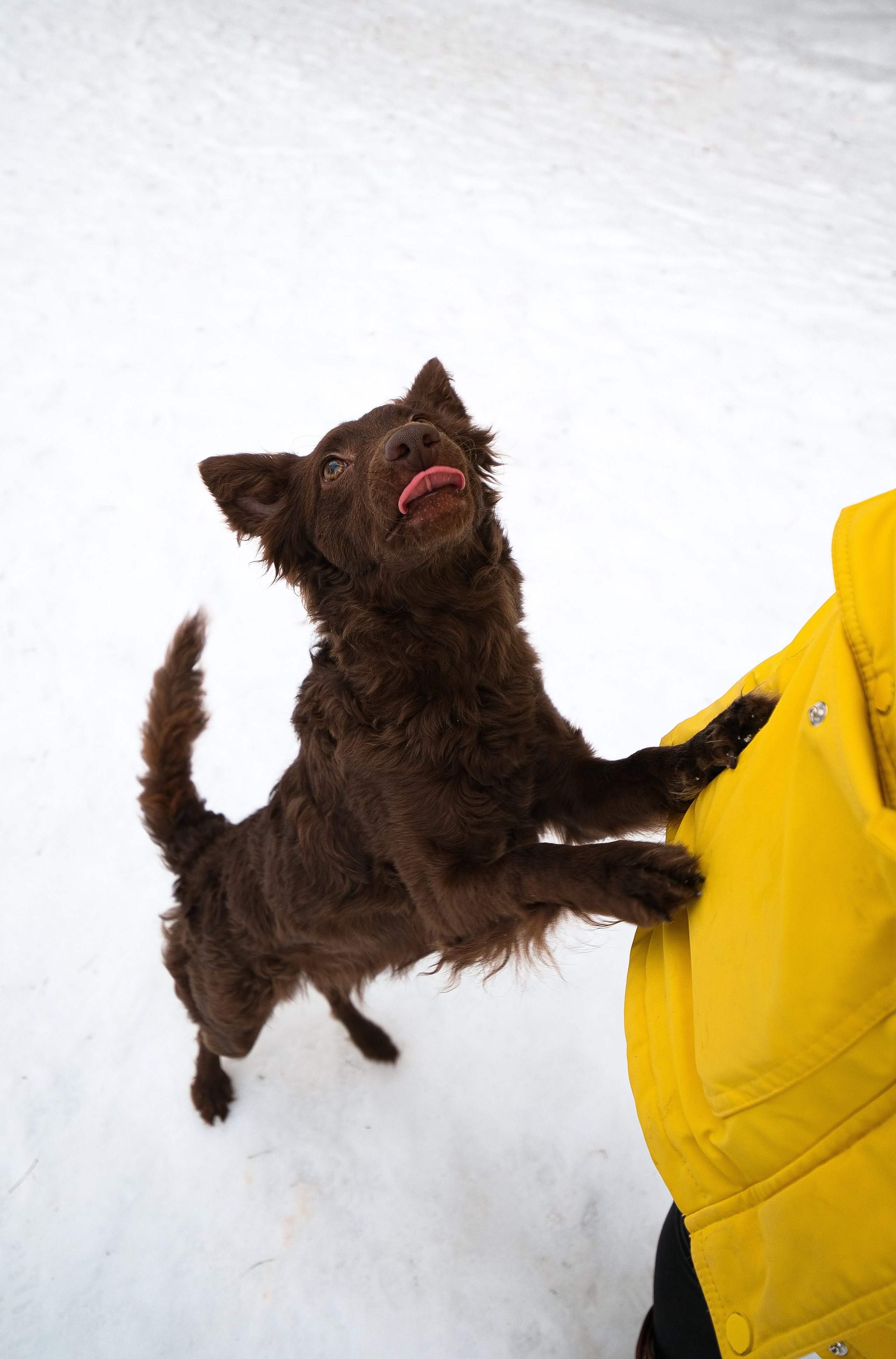 Маша и Одиссея. Фотограф и видеограф анималист Аганина Дарья
