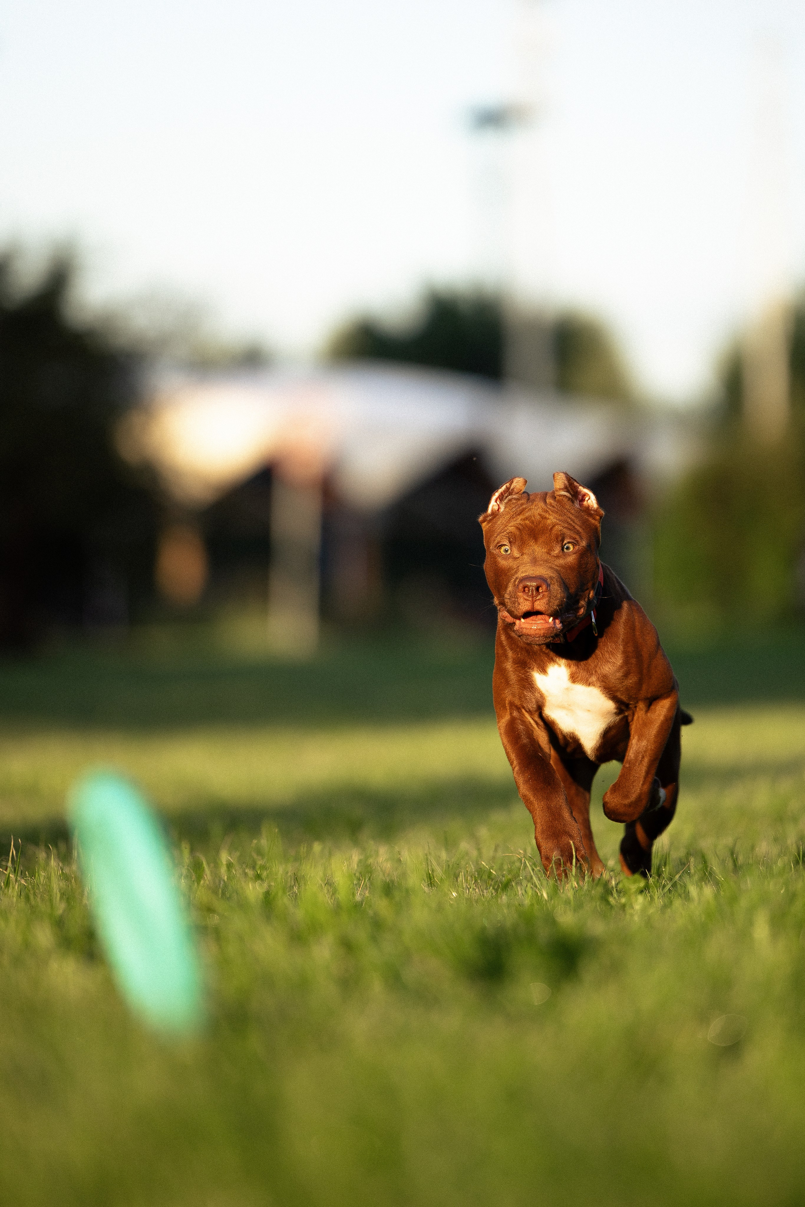 Елена и Хан. Фотограф и видеограф анималист Аганина Дарья