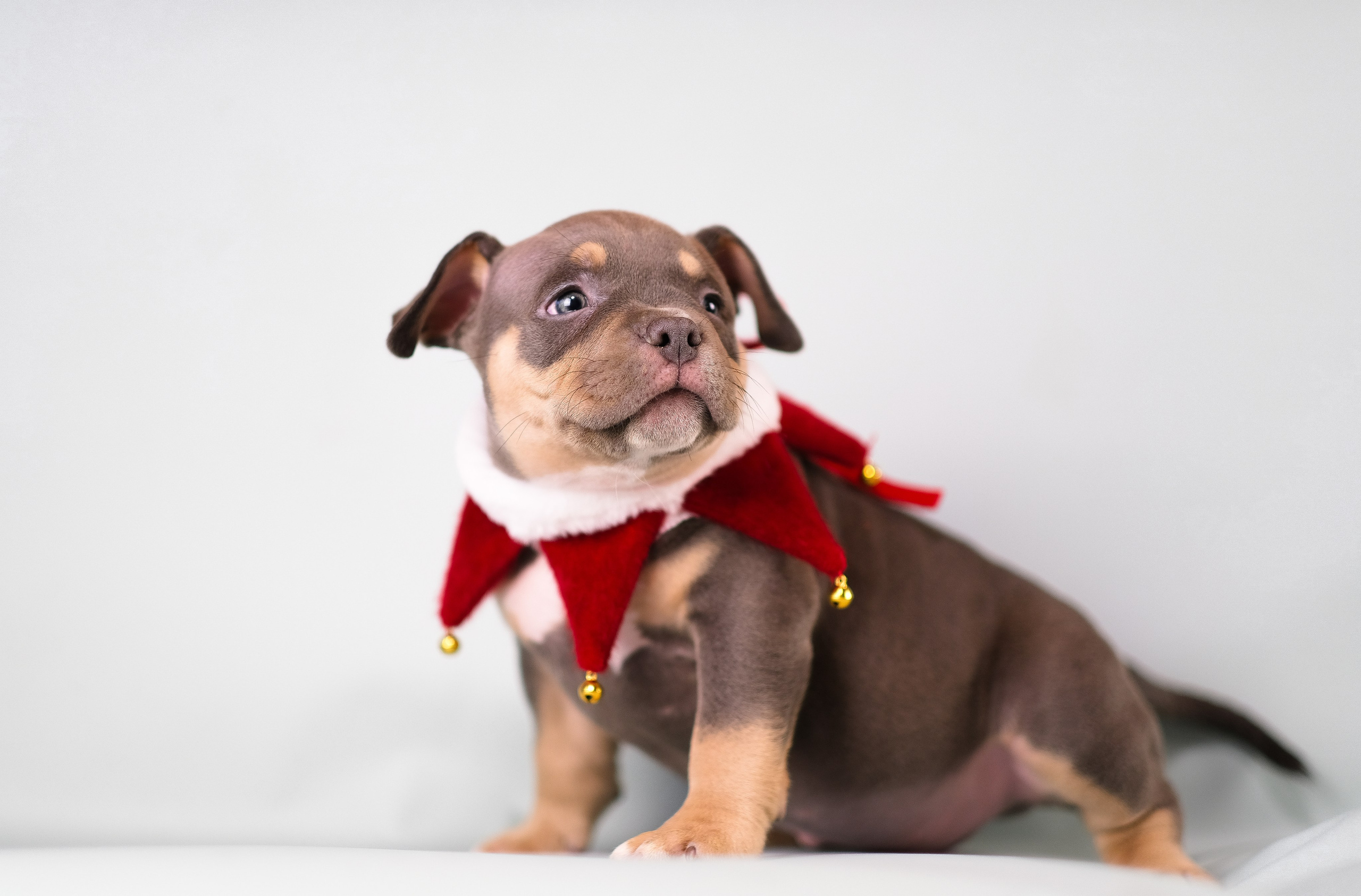 Американский Булли. Фотограф и видеограф анималист Аганина Дарья