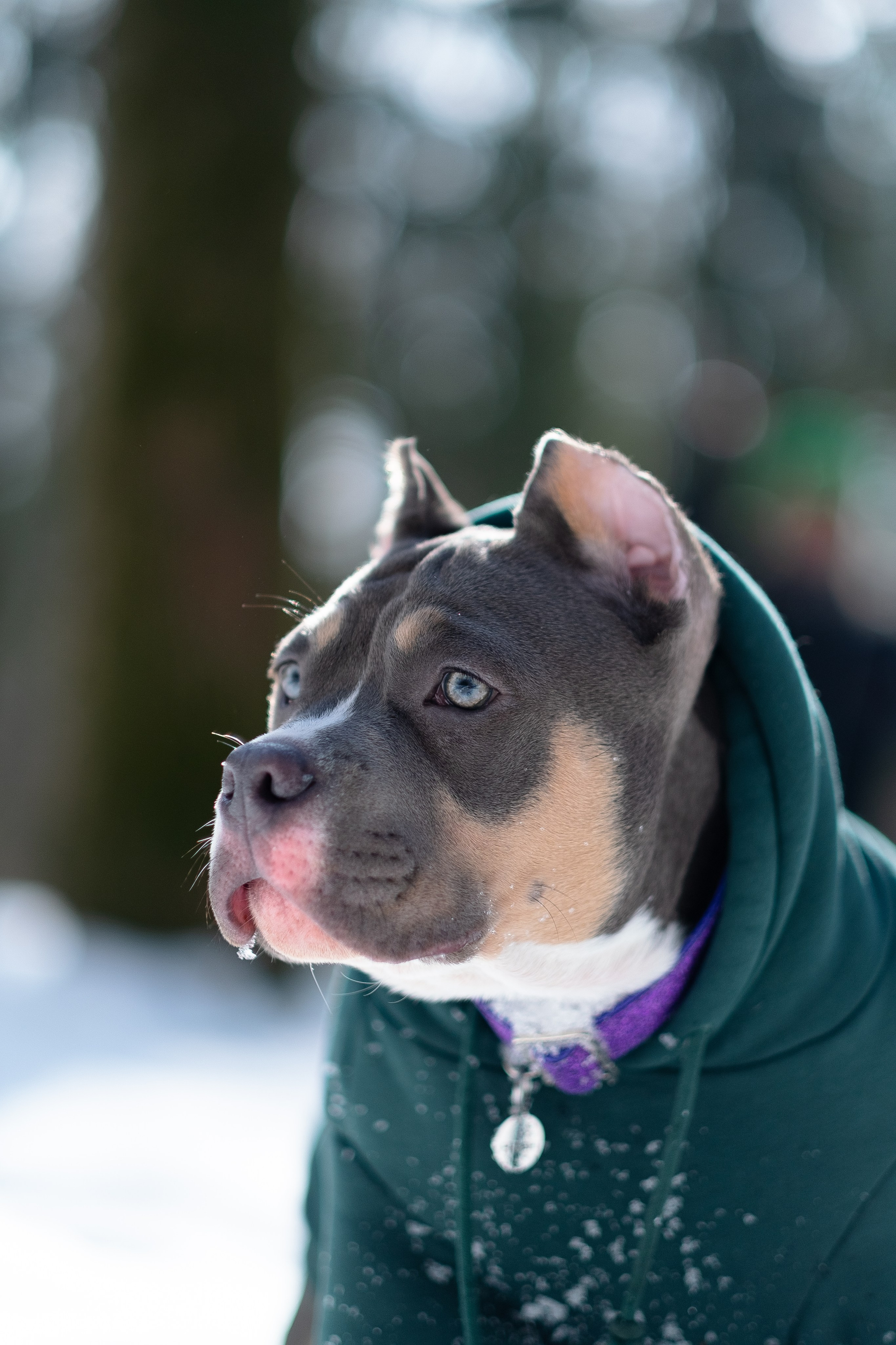 Валерия и Наган. Фотограф и видеограф анималист Аганина Дарья