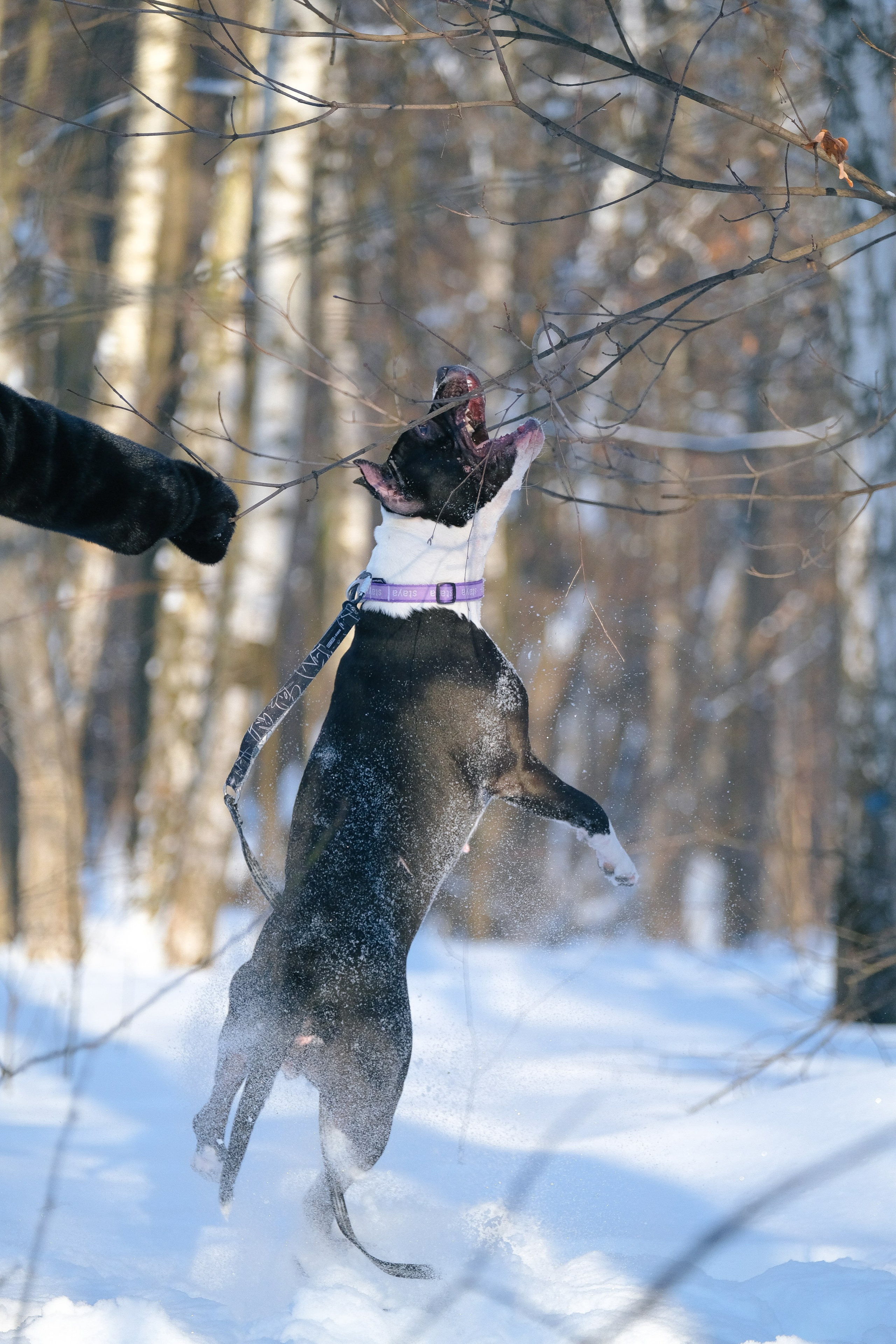 Баста и Эйгон. Фотограф и видеограф анималист Аганина Дарья