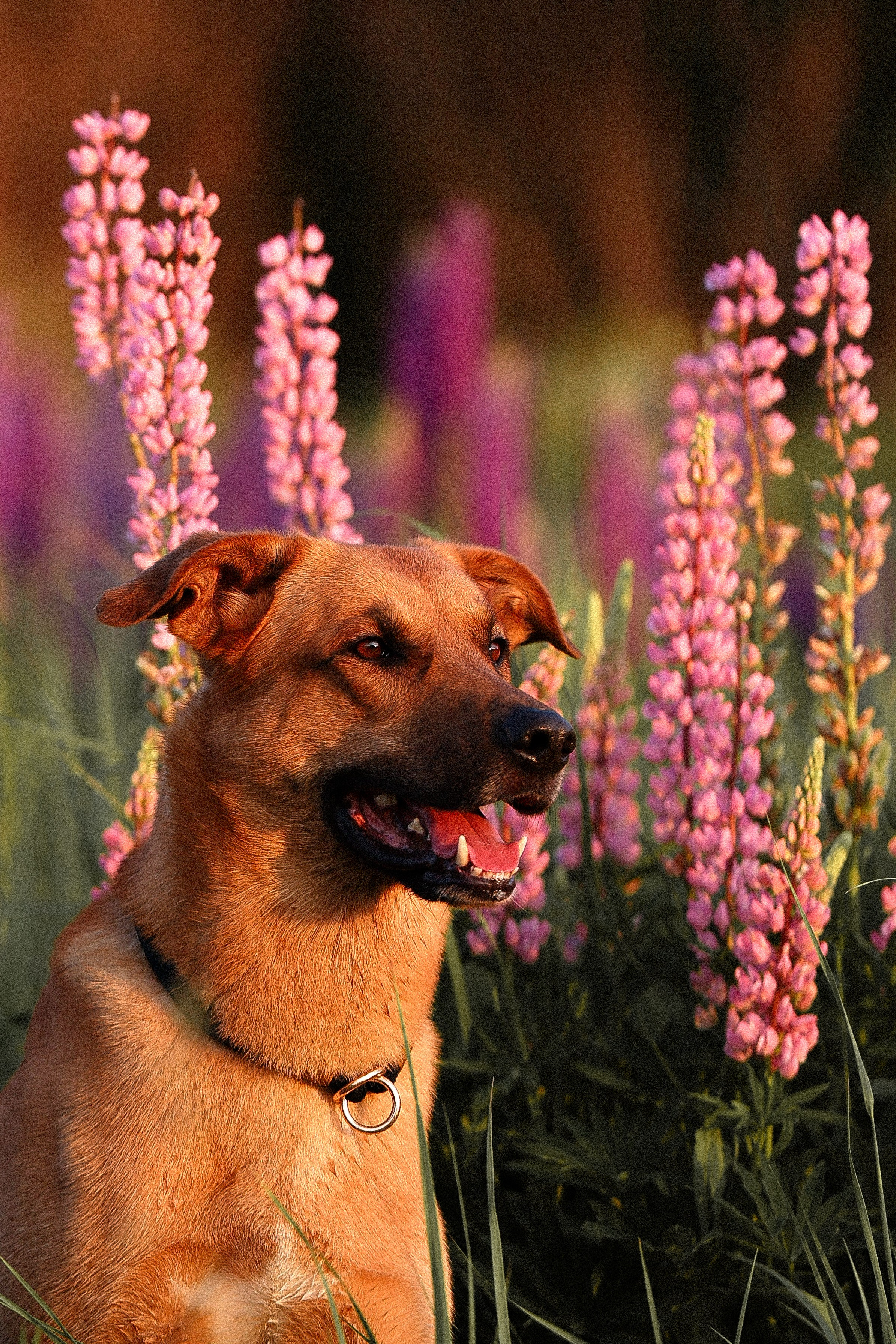 Тео и Гуччи. Фотограф и видеограф анималист Аганина Дарья