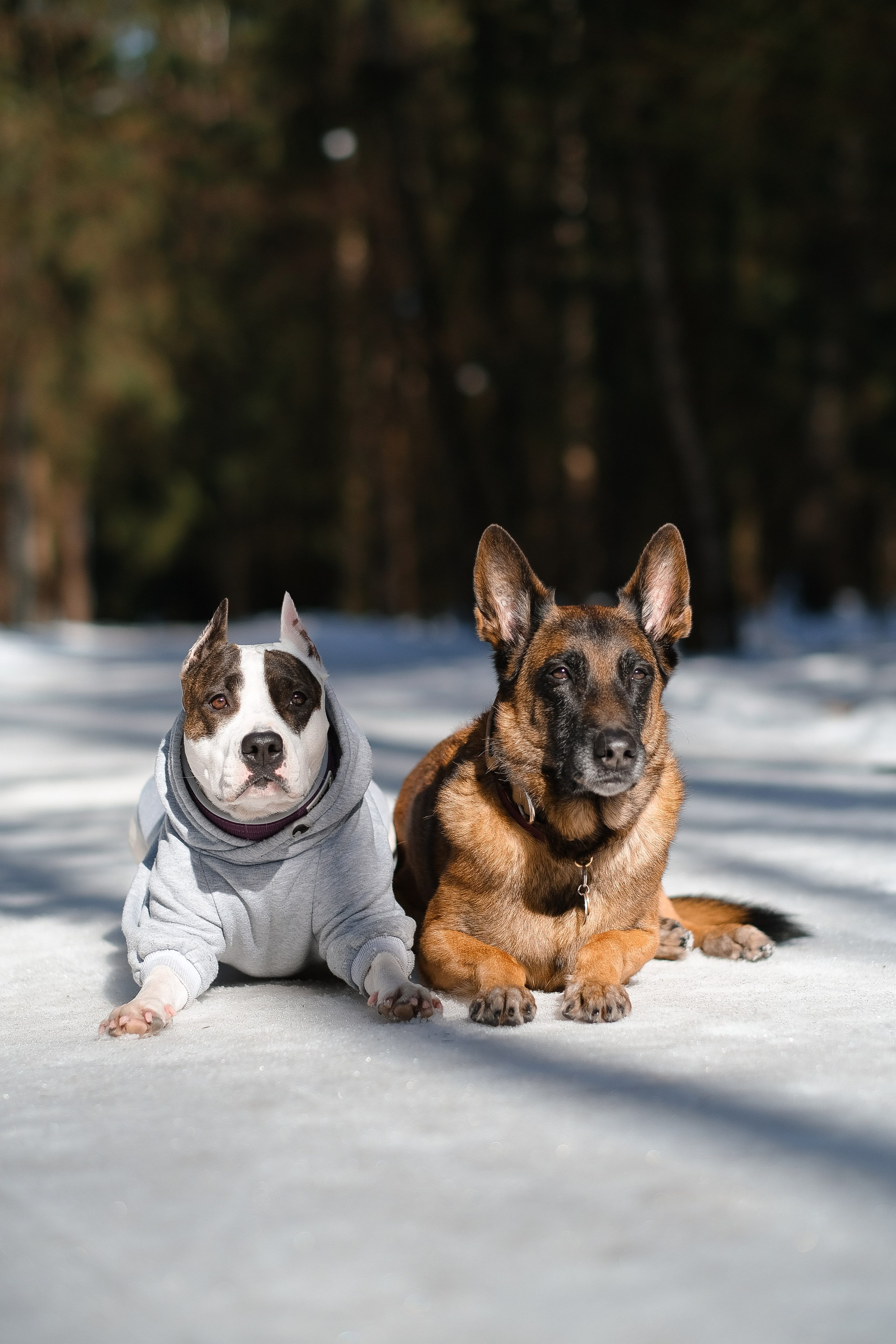 Женя, Афра и Молли. Фотограф и видеограф анималист Аганина Дарья
