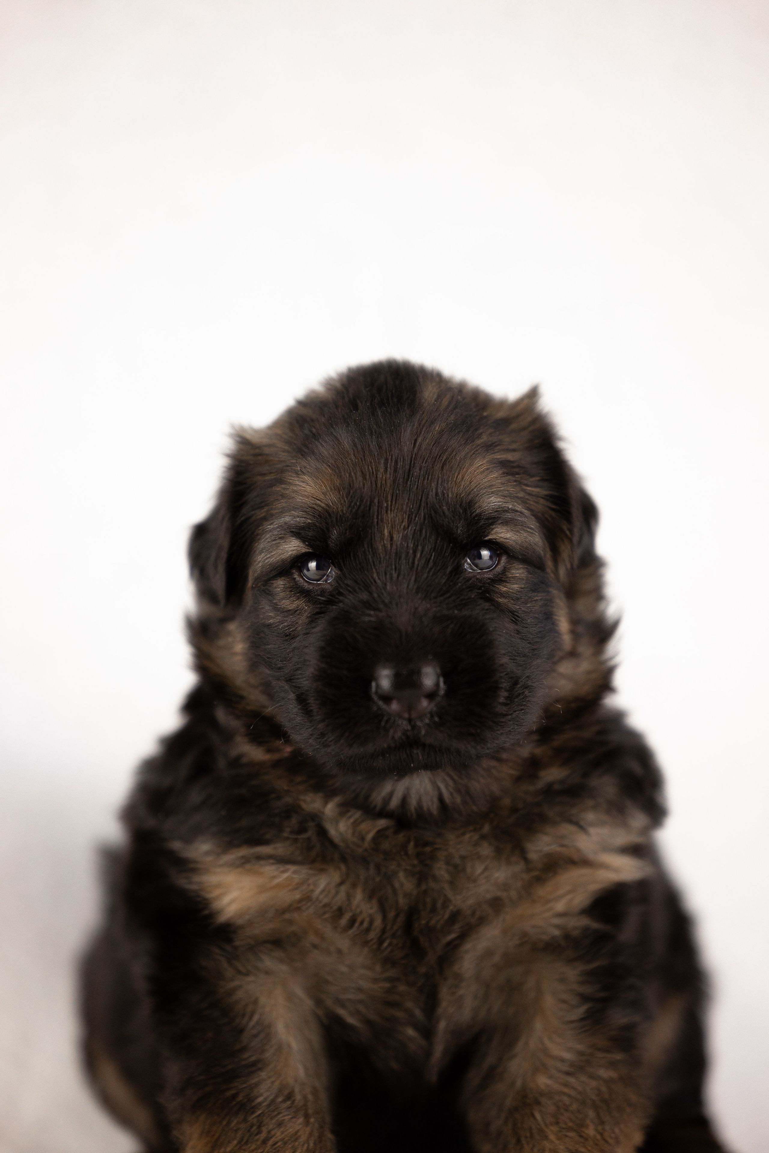 Немецкая овчарка. Фотограф и видеограф анималист Аганина Дарья