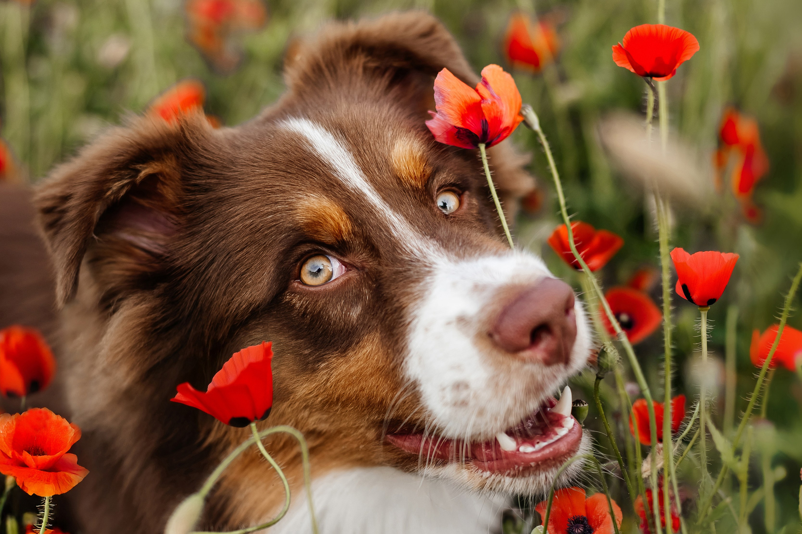 Фотограф Краснодар Марго Хелбен