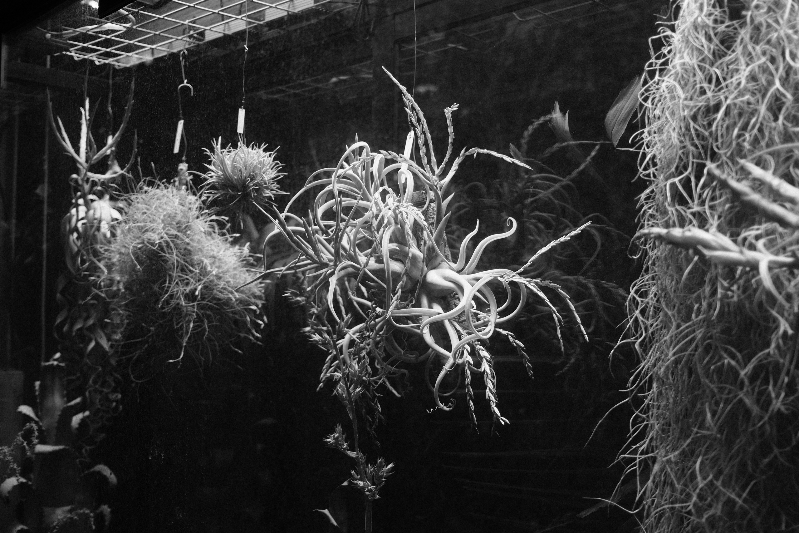 Аптекарский огород. Профессиональный фотограф в Москве Захар Ишутин