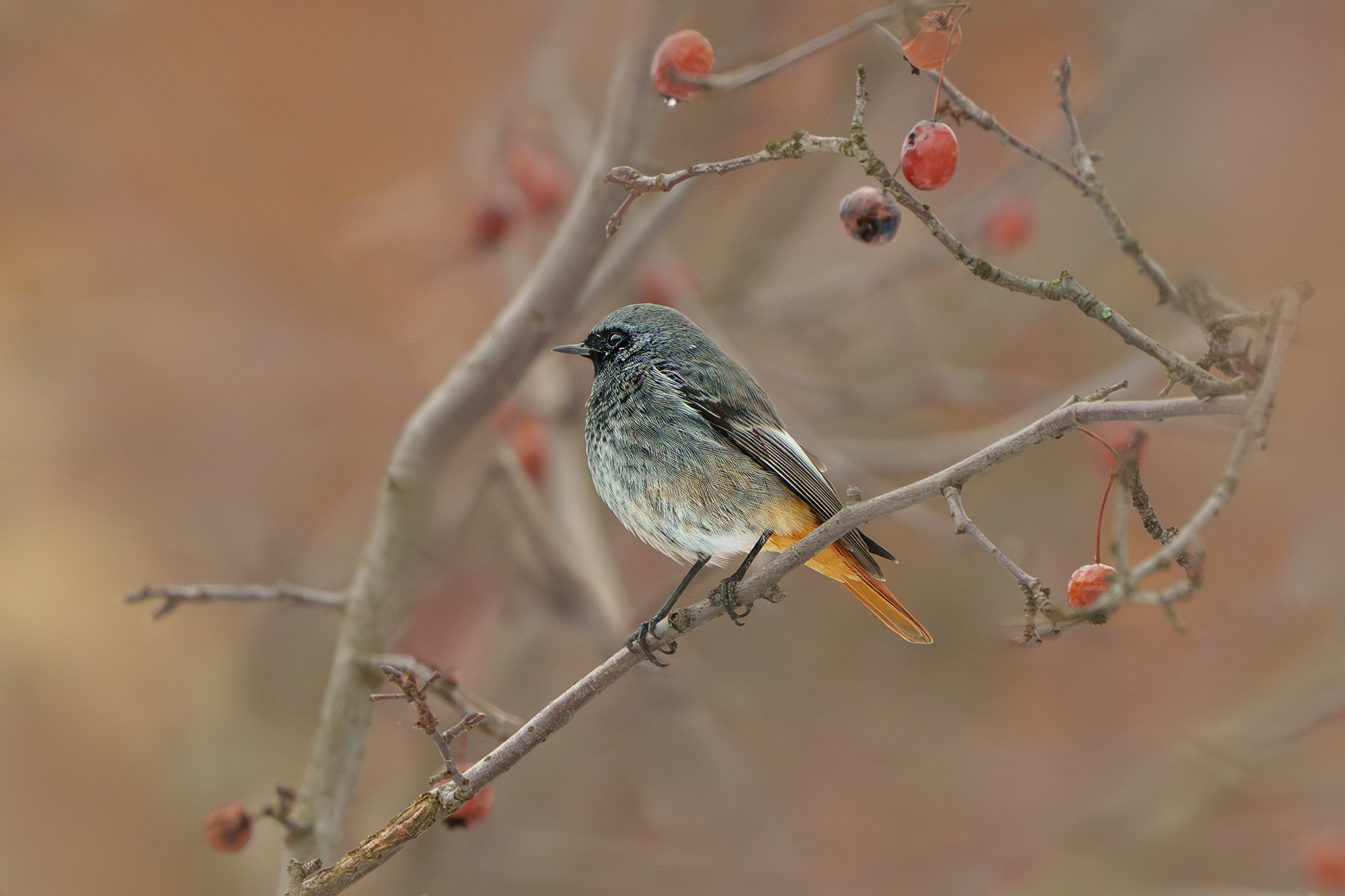 Удивительные мир птиц. Вокруг нас столько прекрасного — присмотритесь!. Ваш личный фотограф Марина Волкова