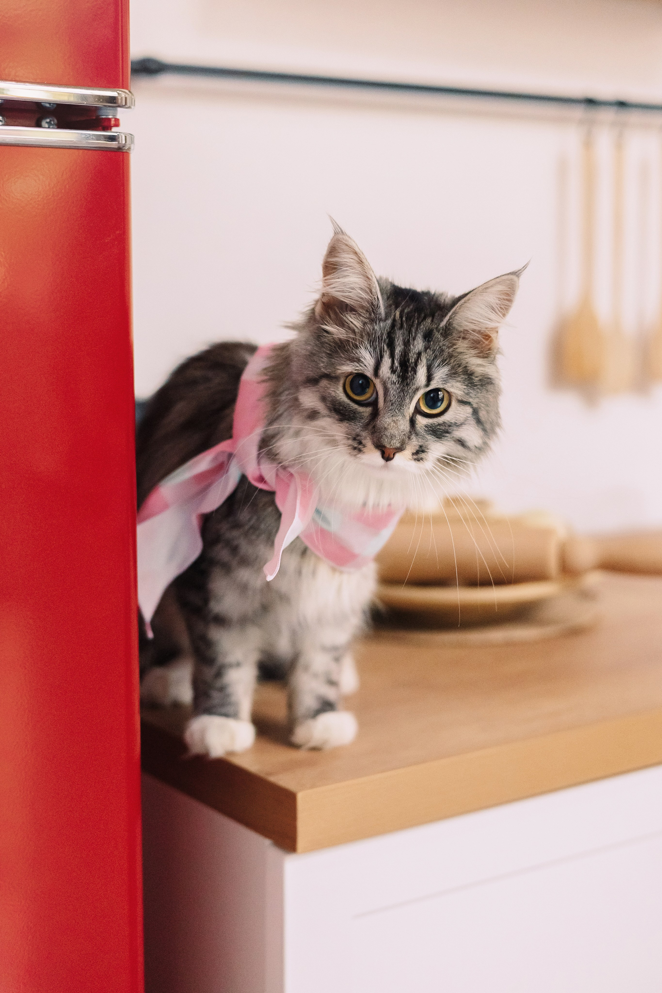 Магазин Friend of mine. Фотограф-анималист Елена Радченко, Москва