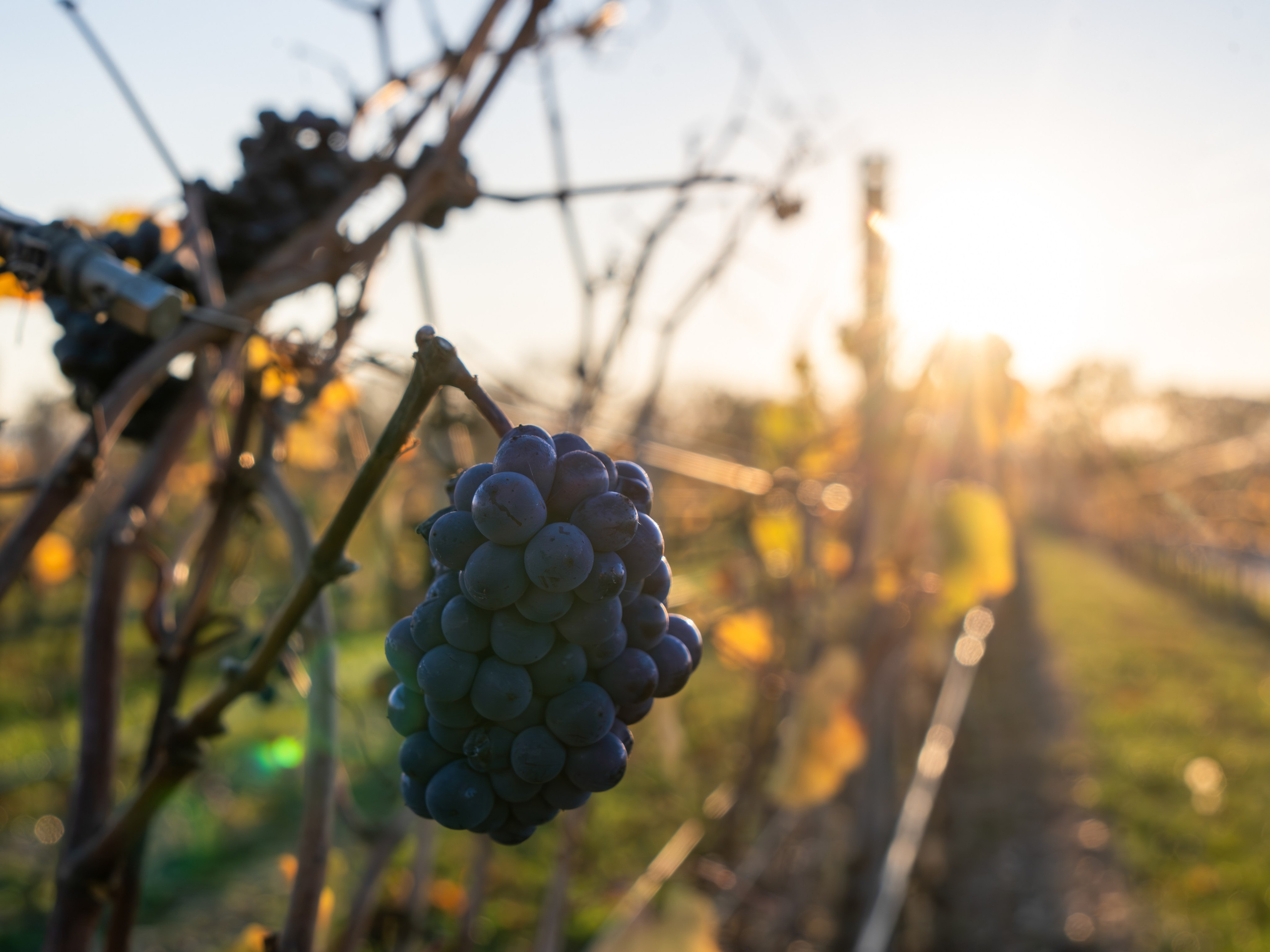 виноделие вино Новороссийск имение сикоры  дегустация 