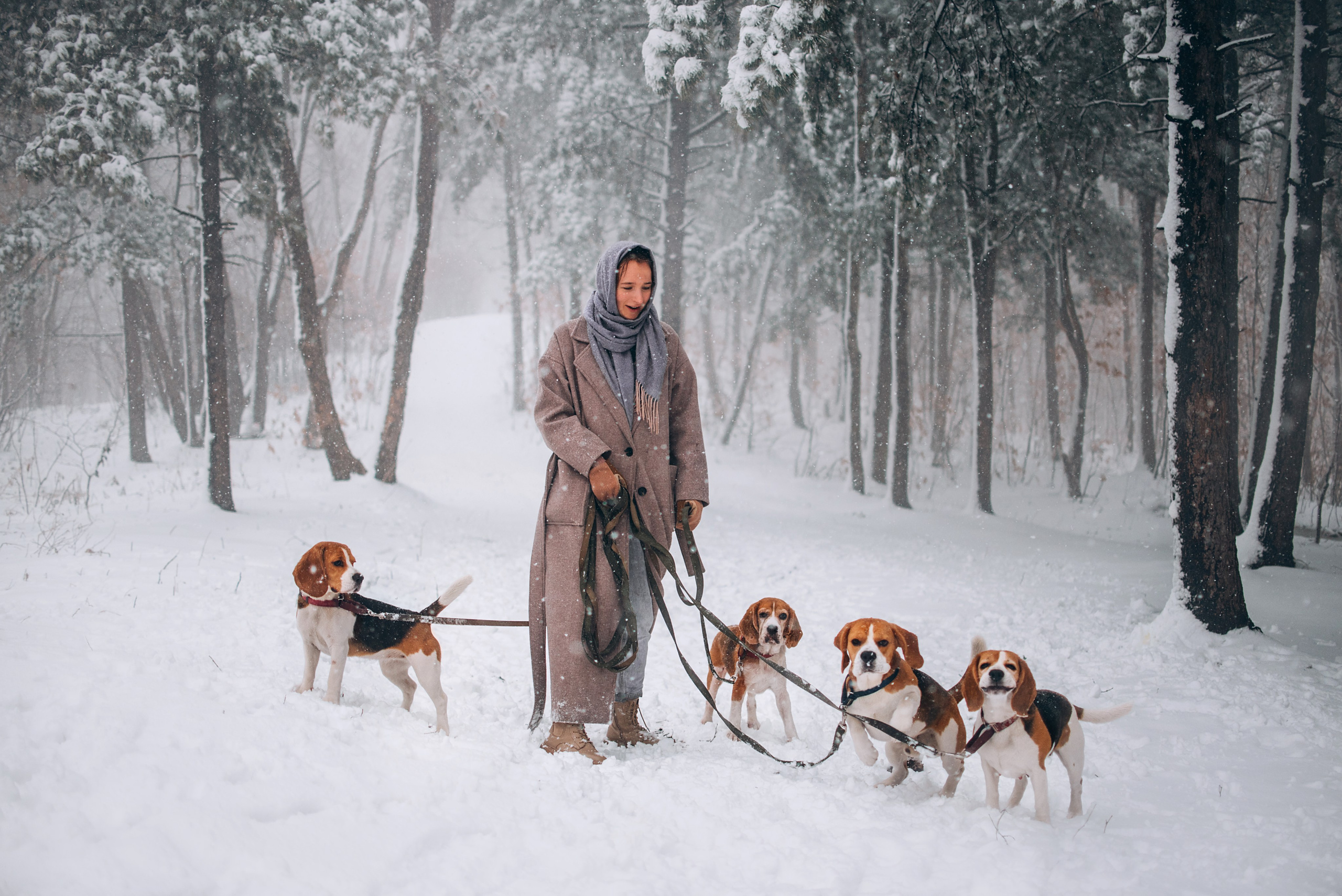 Прогулка с собаками: бигли и Лена. Портфолио