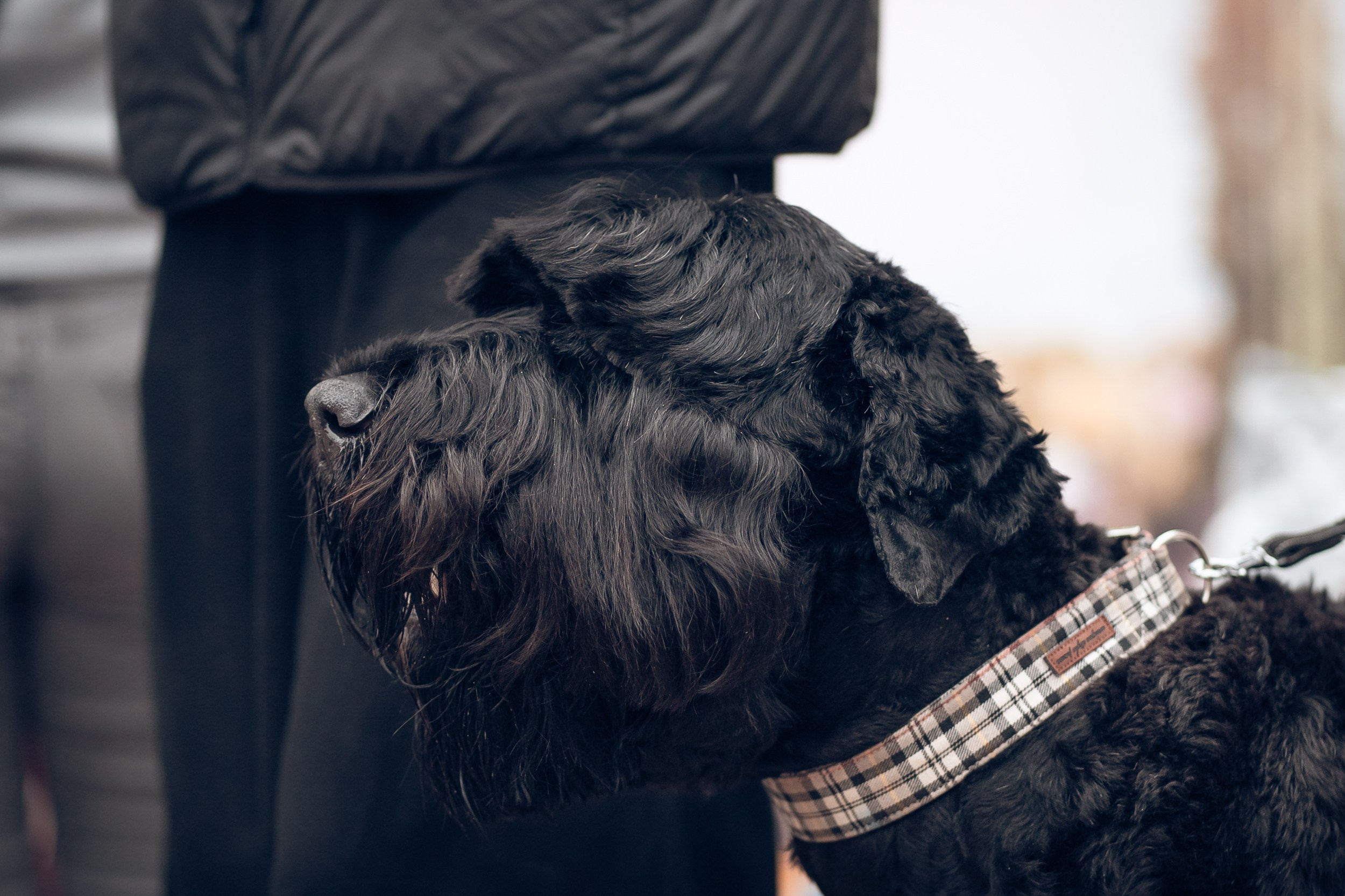 Благотворительная выставка собак в Новом Херсонесе г. Севастополь. Церковный фотограф Севастополь