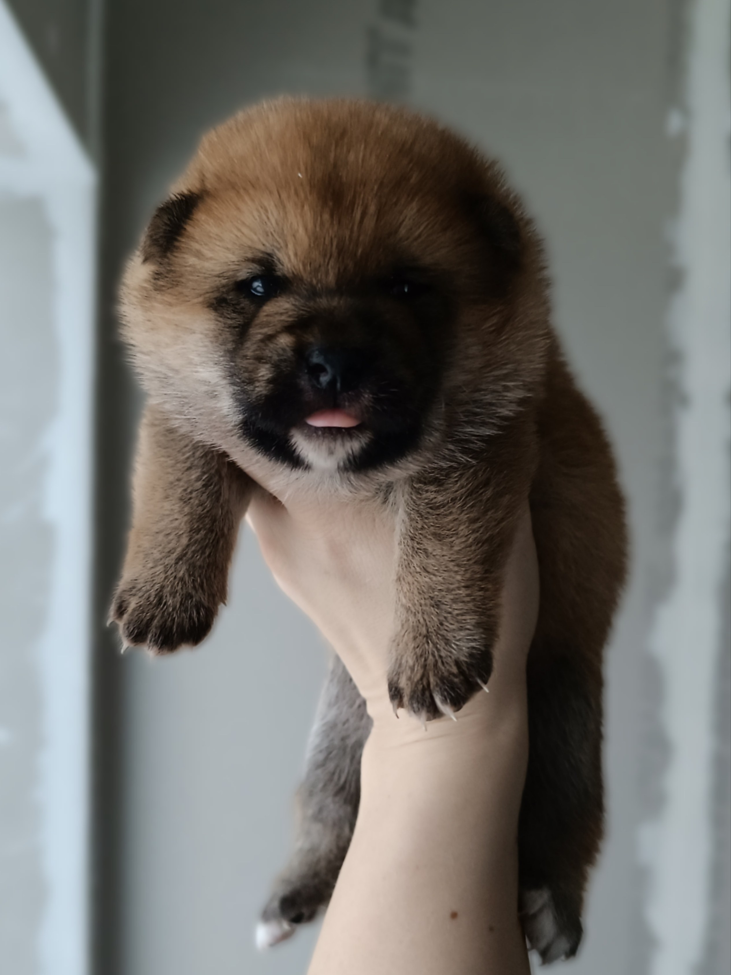 Сиба Rubylight Everest питомник Рубилайт 