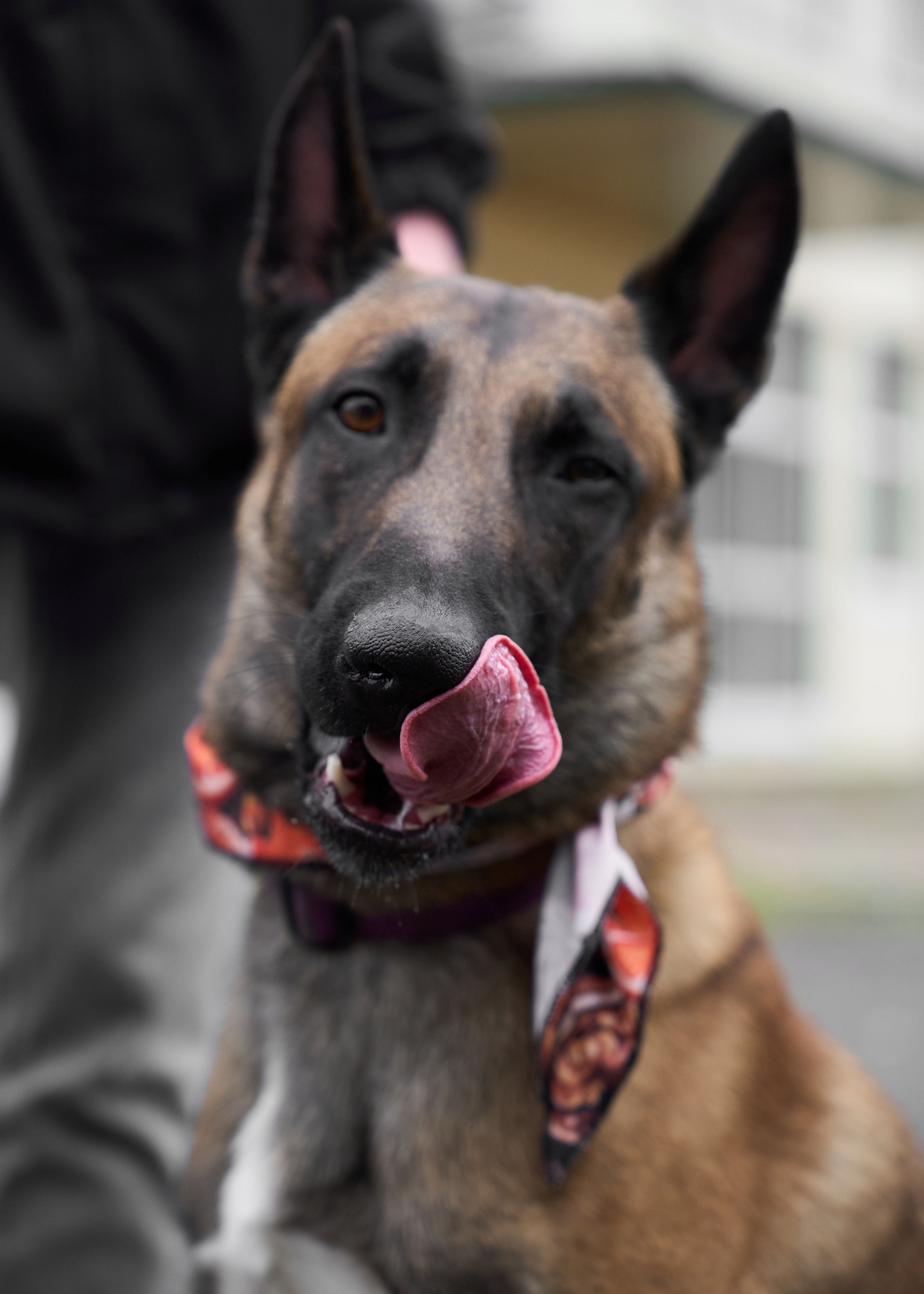 Животные отдельно