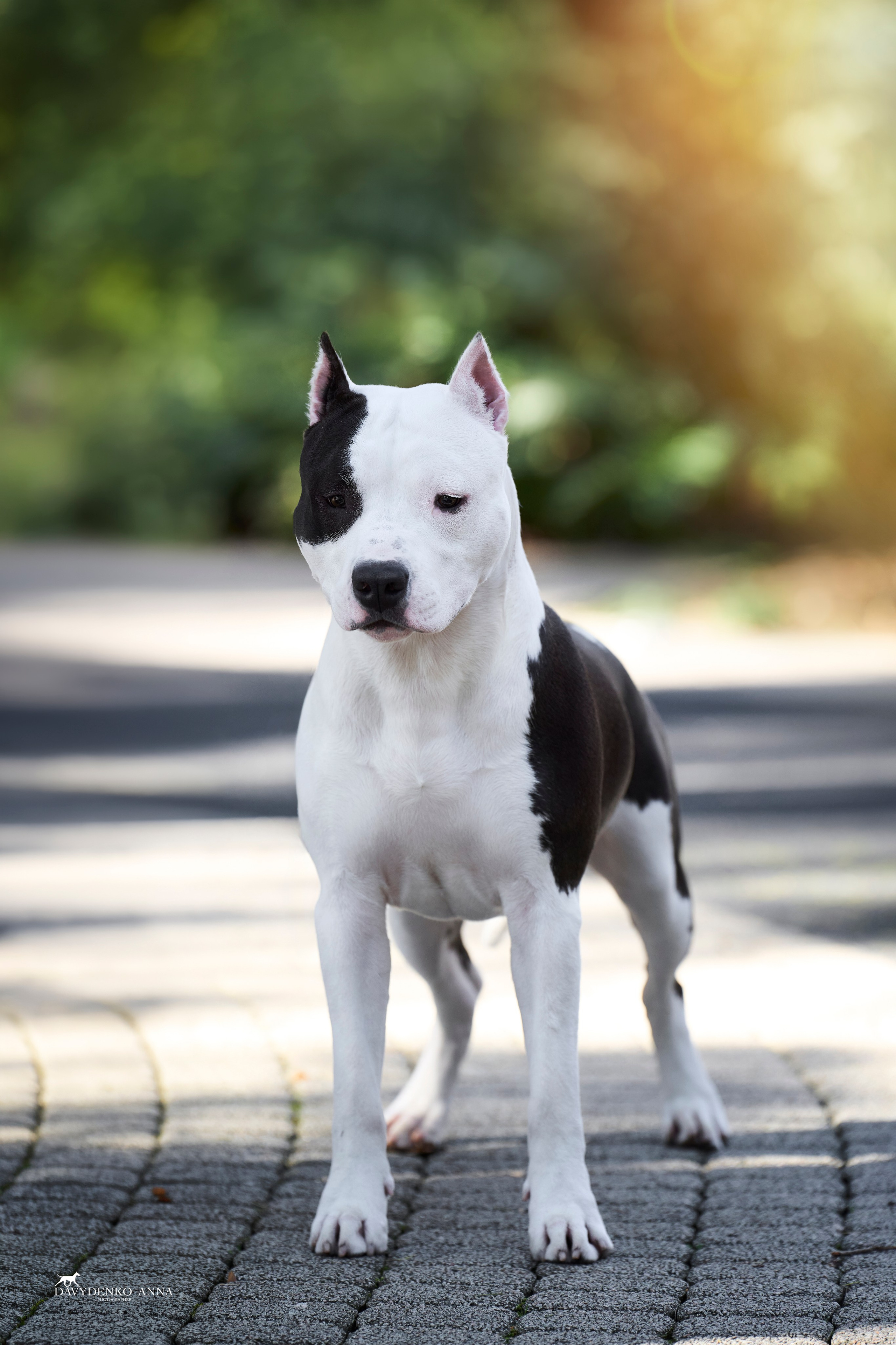 американский стаффордширский терьер