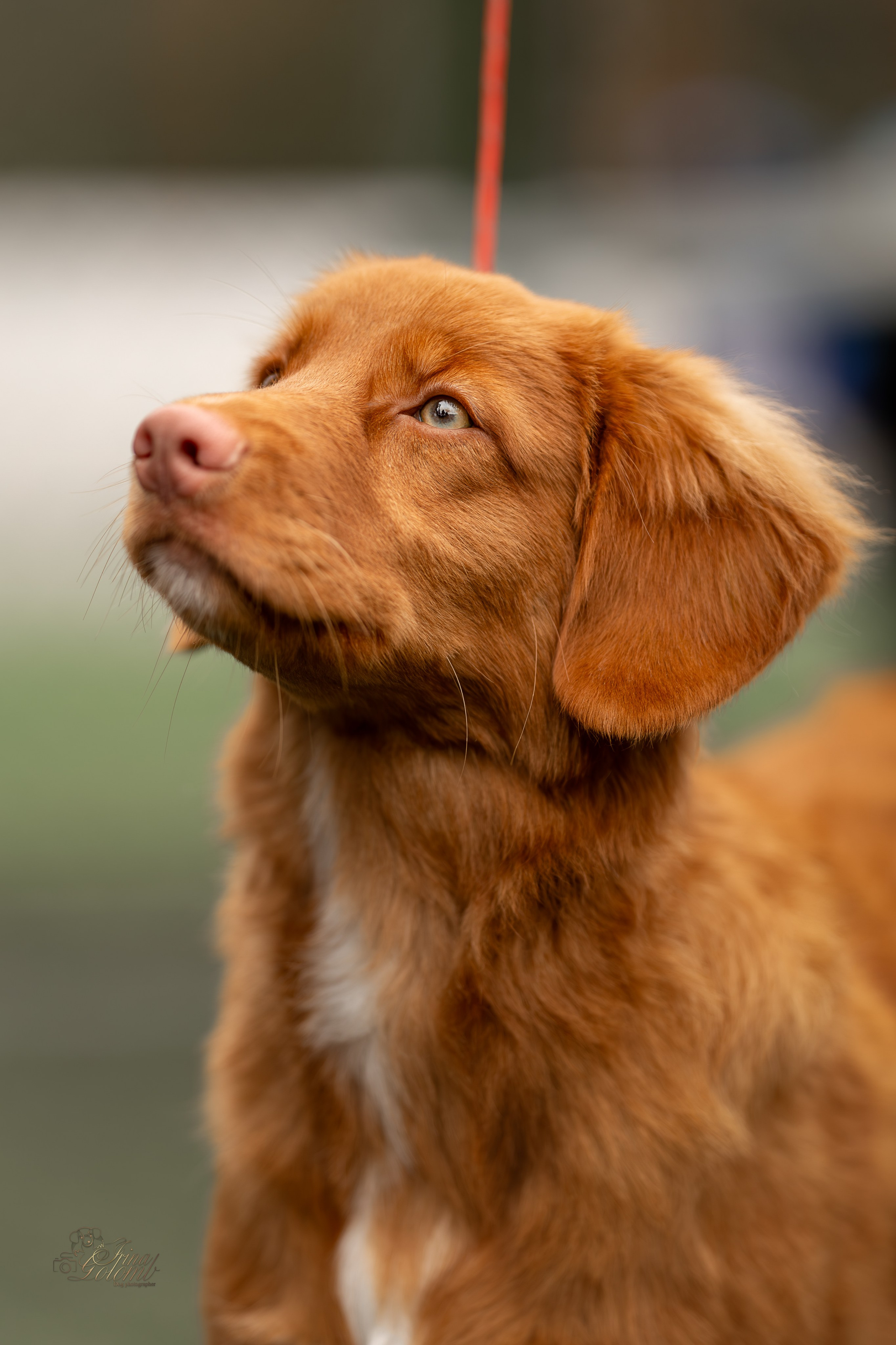Выставка 17.12.23. Ирина Голомб|Фотограф-анималист в  Сочи и Калининграде