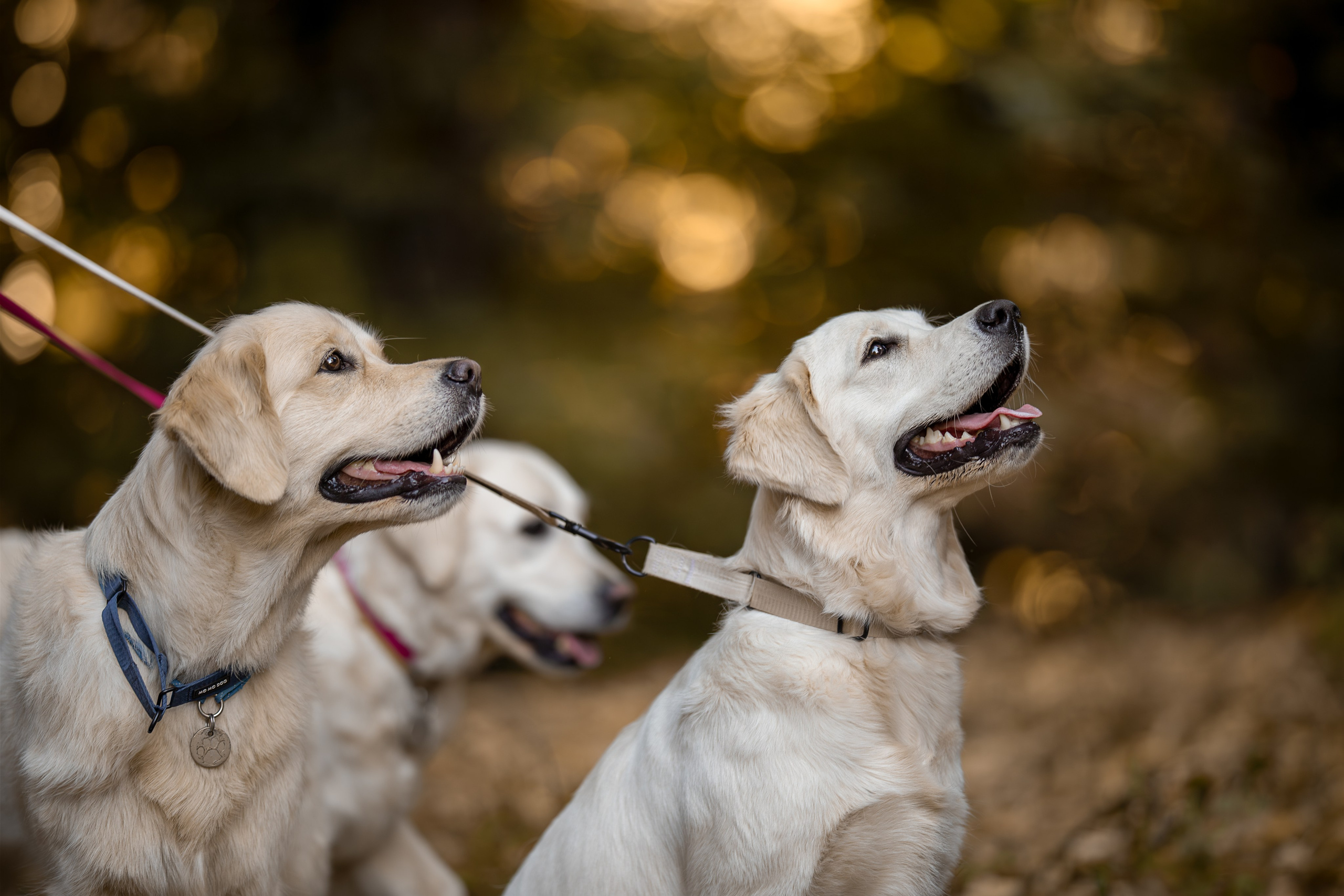 Асти, Делфи и Фреска, Голден Ретриверы. Ирина Голомб|Фотограф-анималист в  Сочи и Калининграде