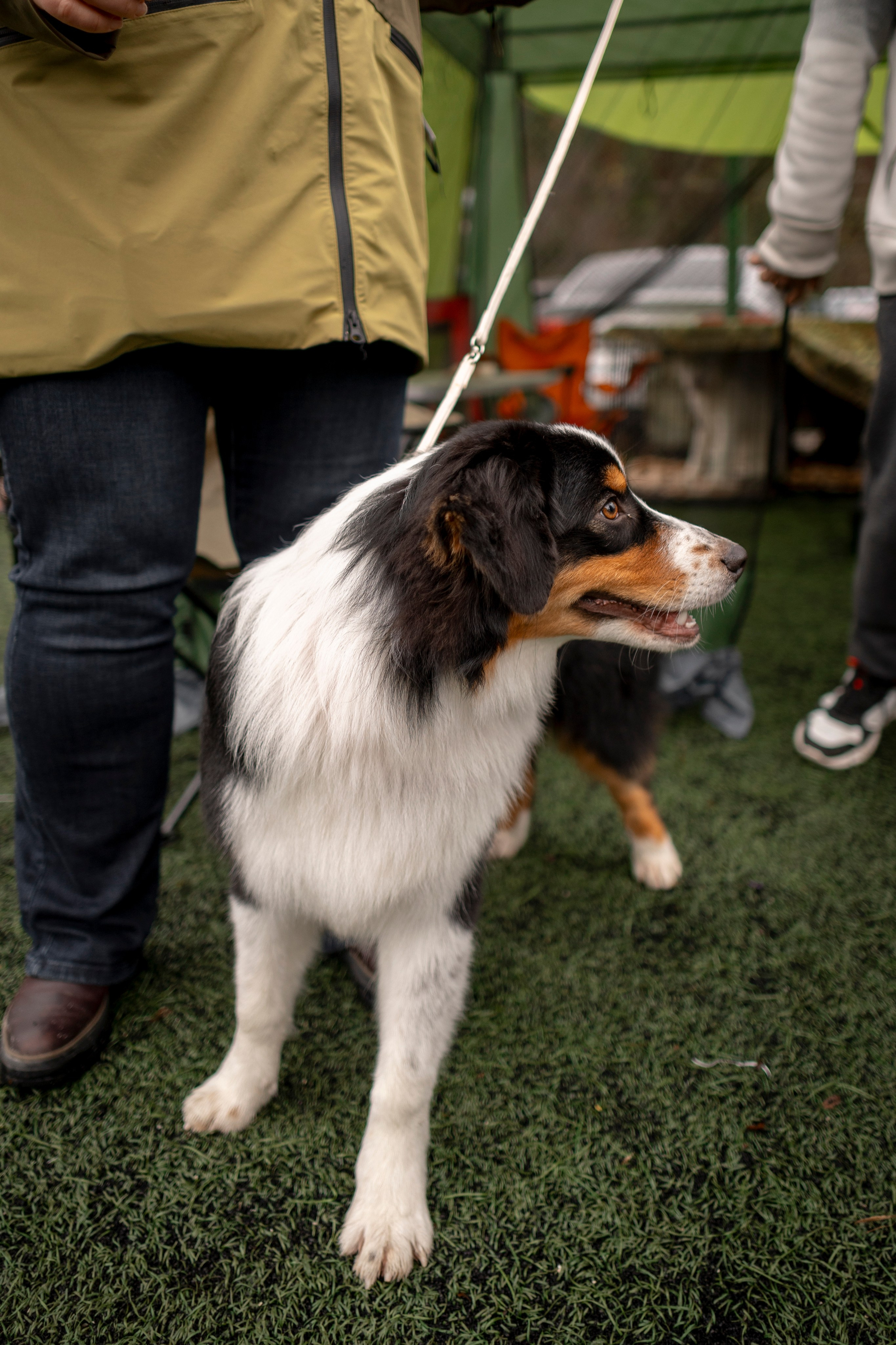 Выставка 17.12.23. Ирина Голомб|Фотограф-анималист в  Сочи и Калининграде
