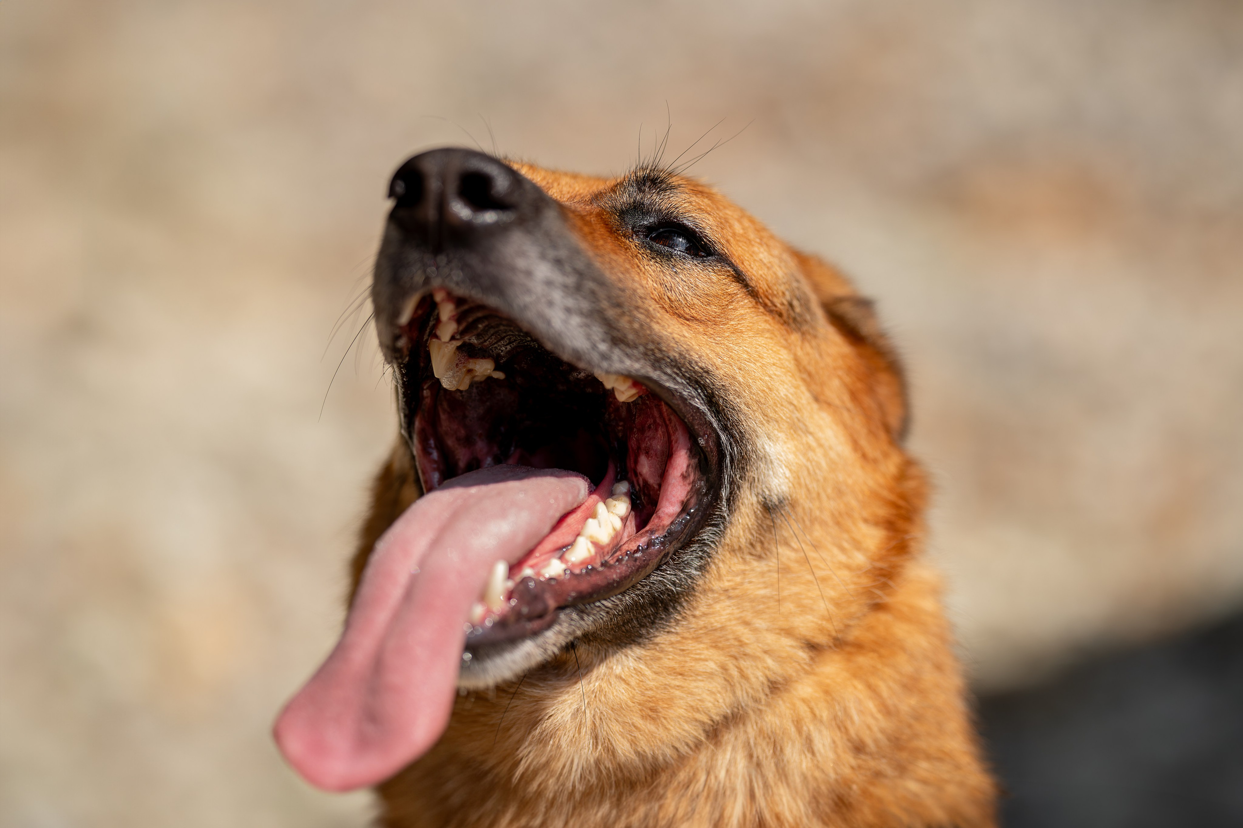 Мини-приют «Возрождение». Ирина Голомб|Фотограф-анималист в  Сочи и Калининграде