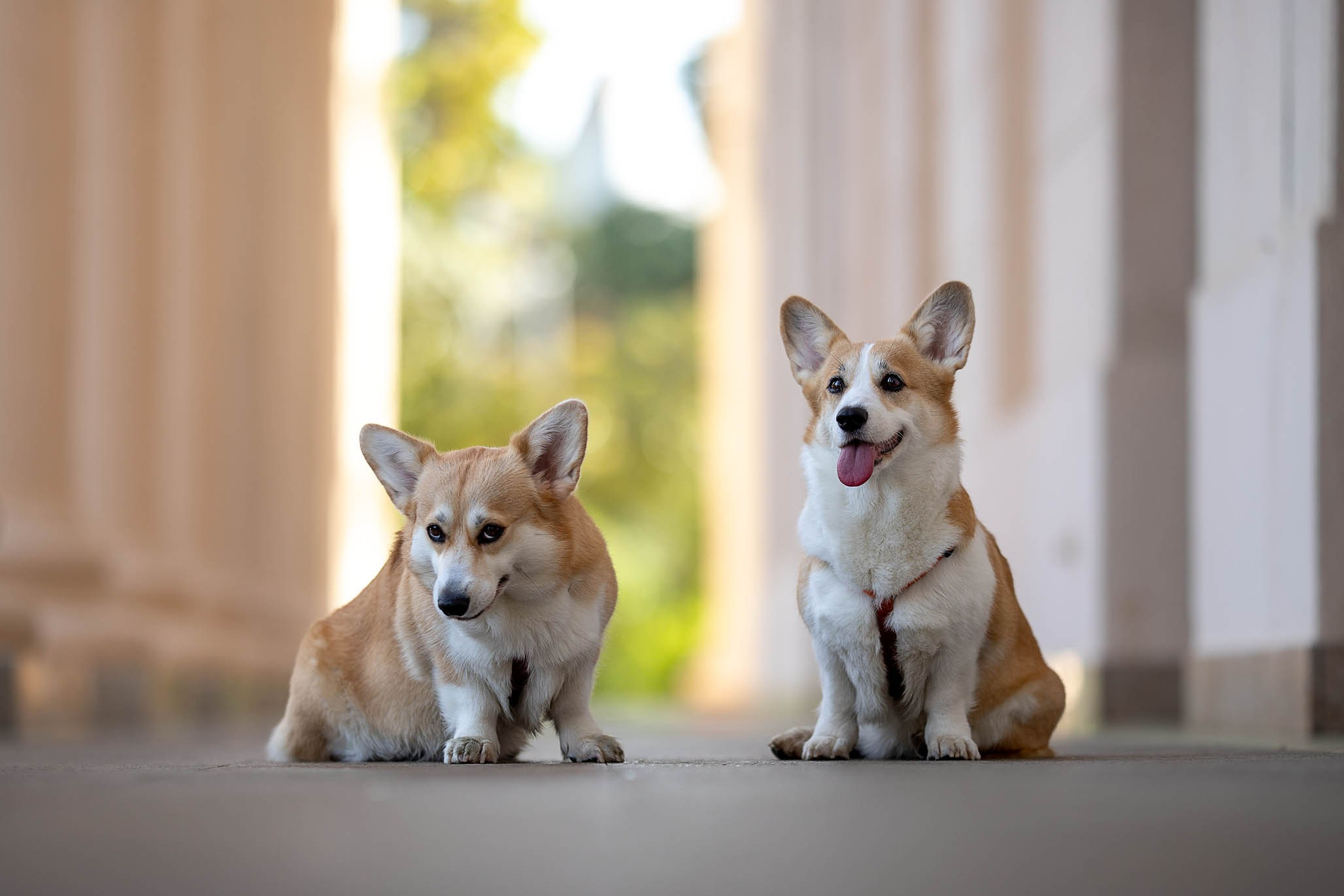 Лиса и Деви, корги. Ирина Голомб|Фотограф-анималист в  Сочи и Калининграде