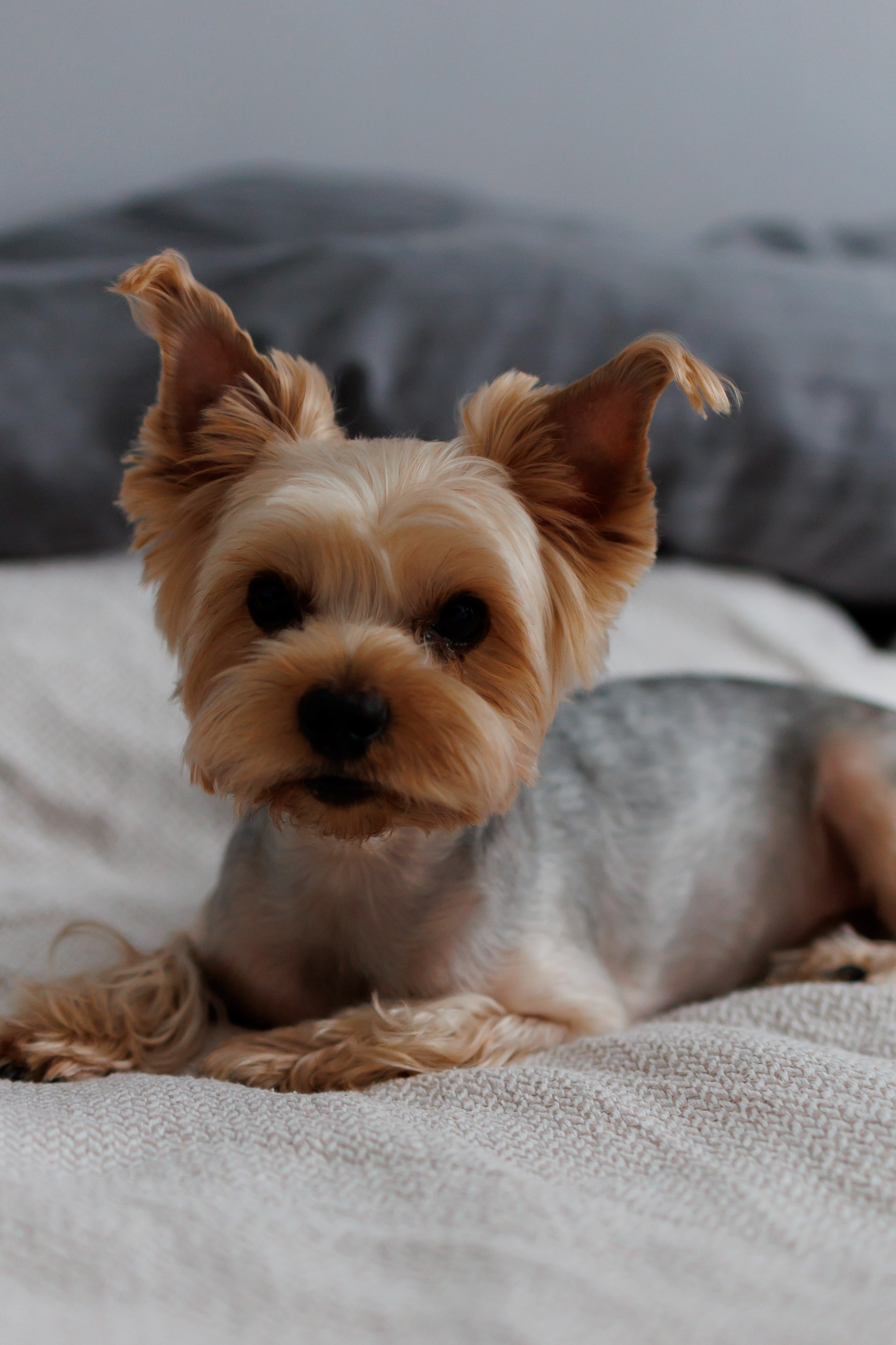 Kira. Свадебный фотограф. Москва. Мытищи