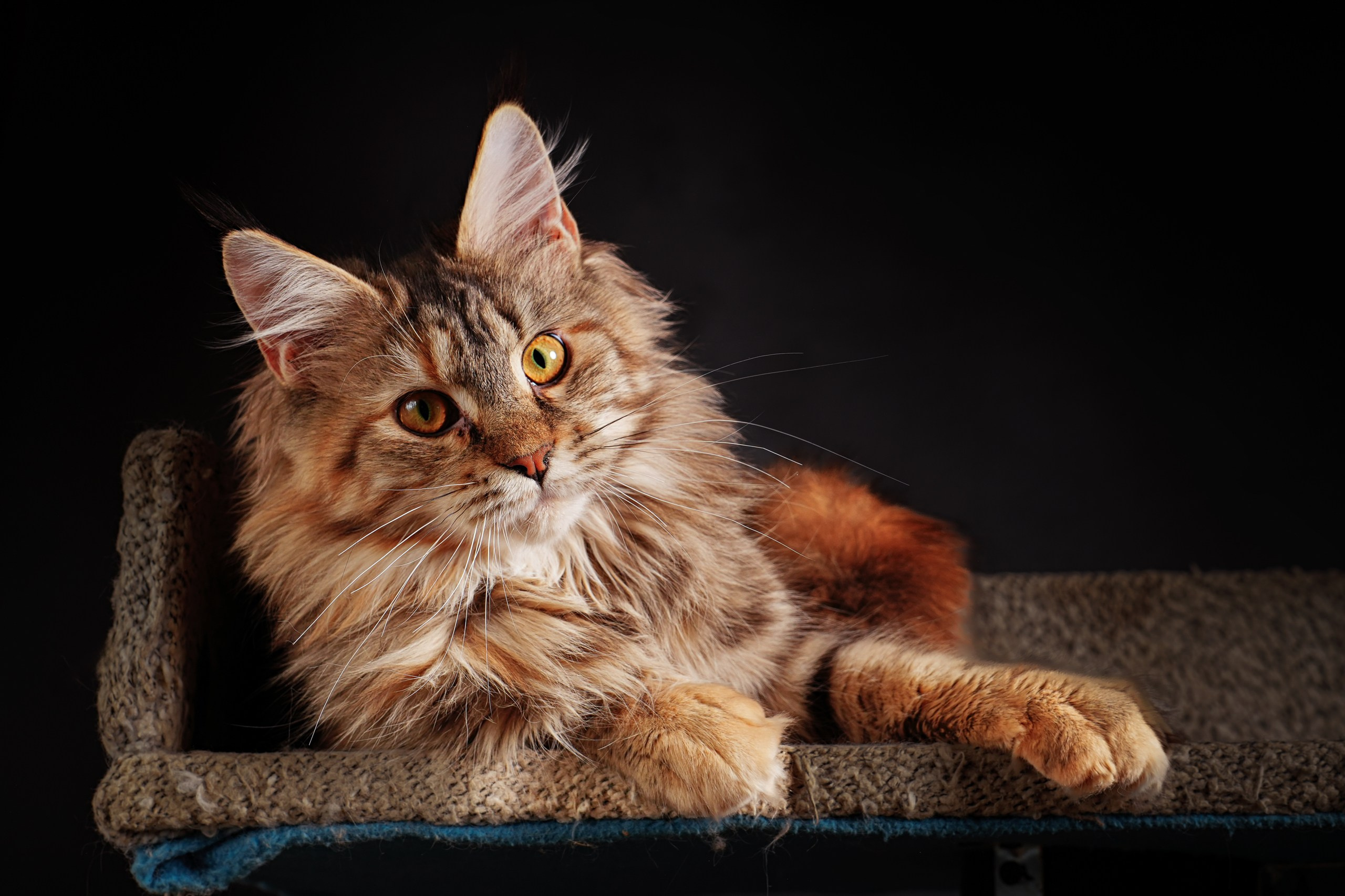 Животные. Профессиональный фотограф в Волгодонске Алексей Рубашевский