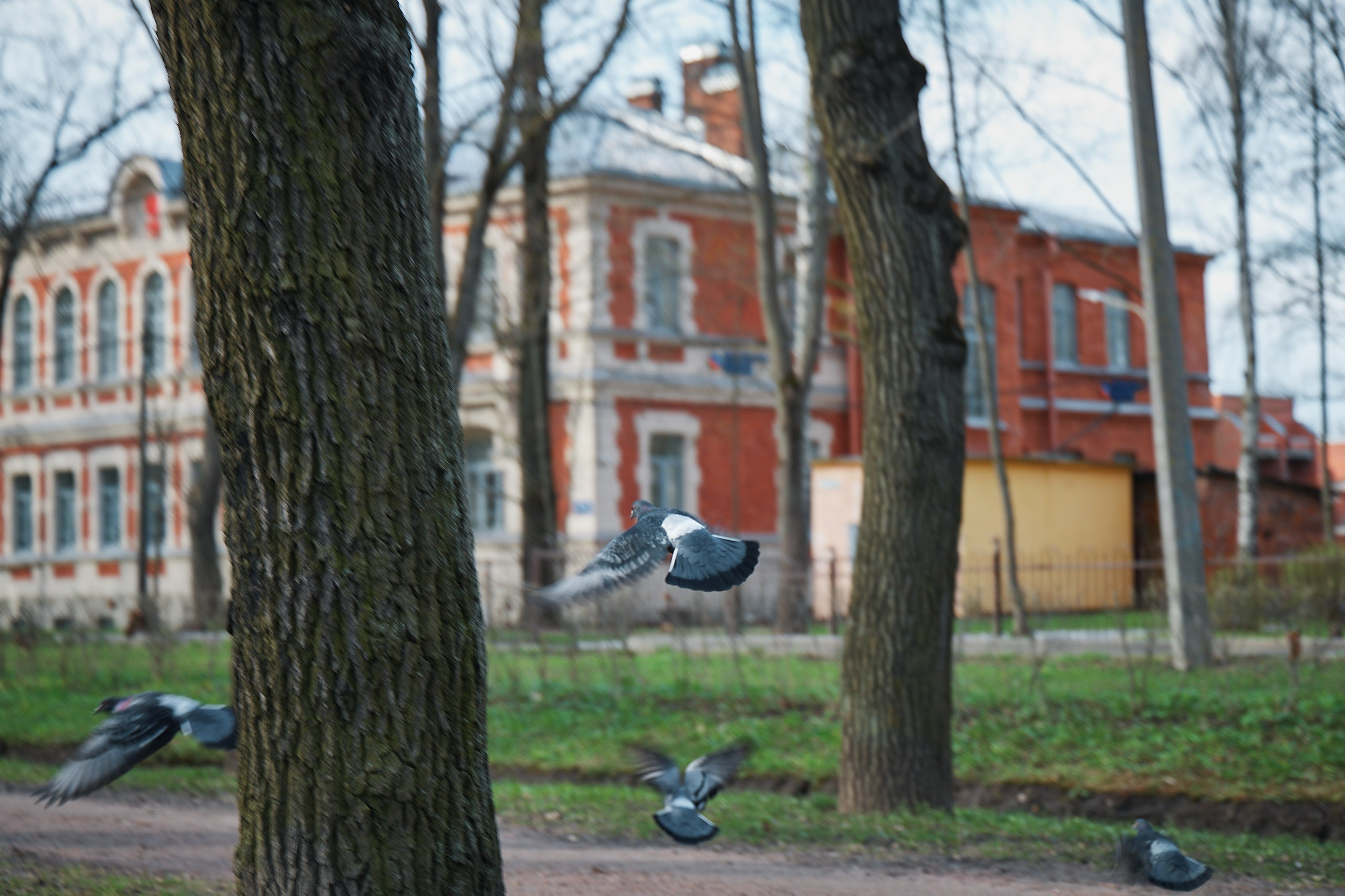 Прогулка по Царскому селу (Октябрьский бульвар). Фотограф Валерий Сабрам