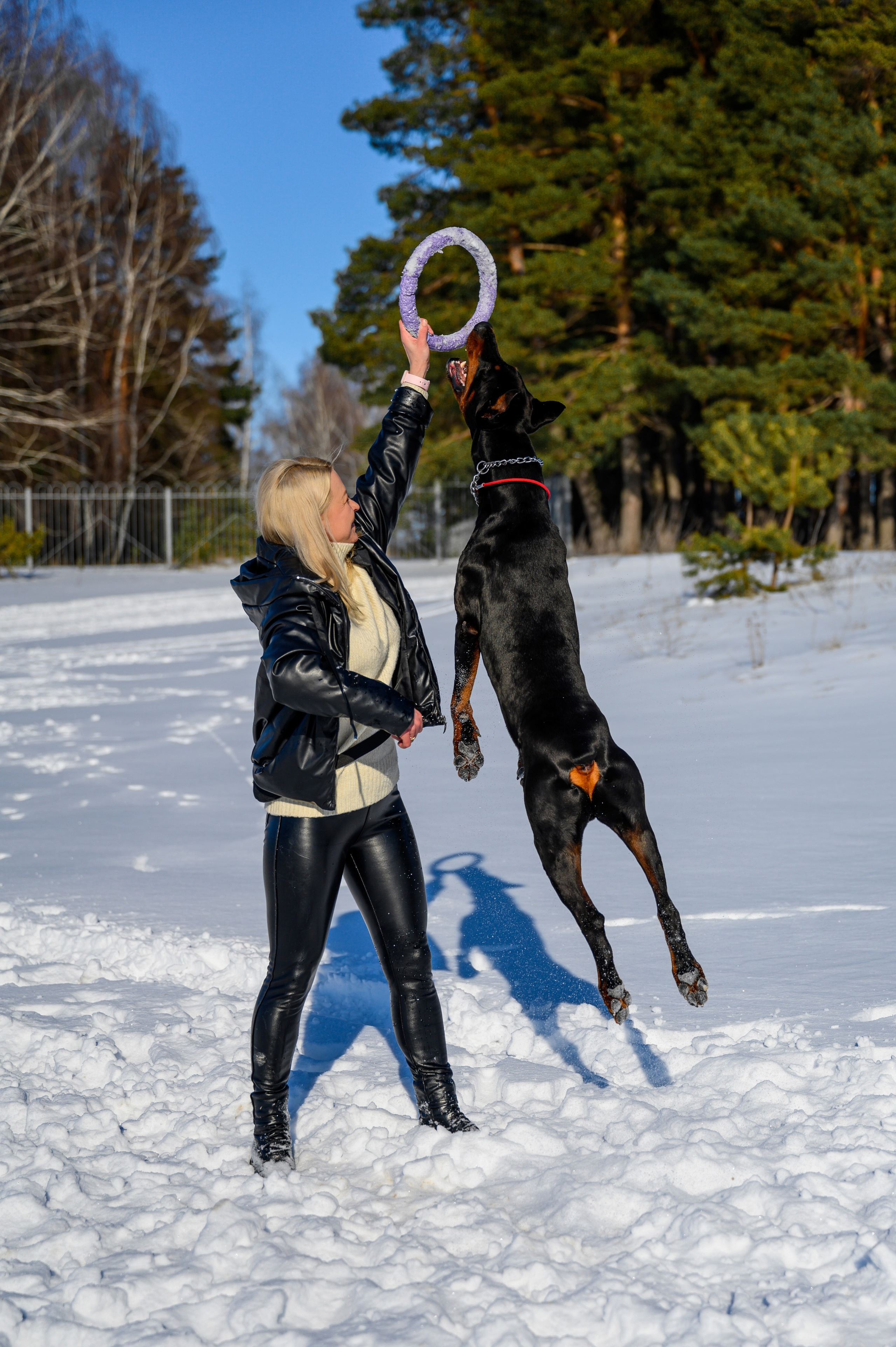 Доберман Рэн. Bazarkom-photo.ru Фотограф Виктор Оськин в Старом Осколе