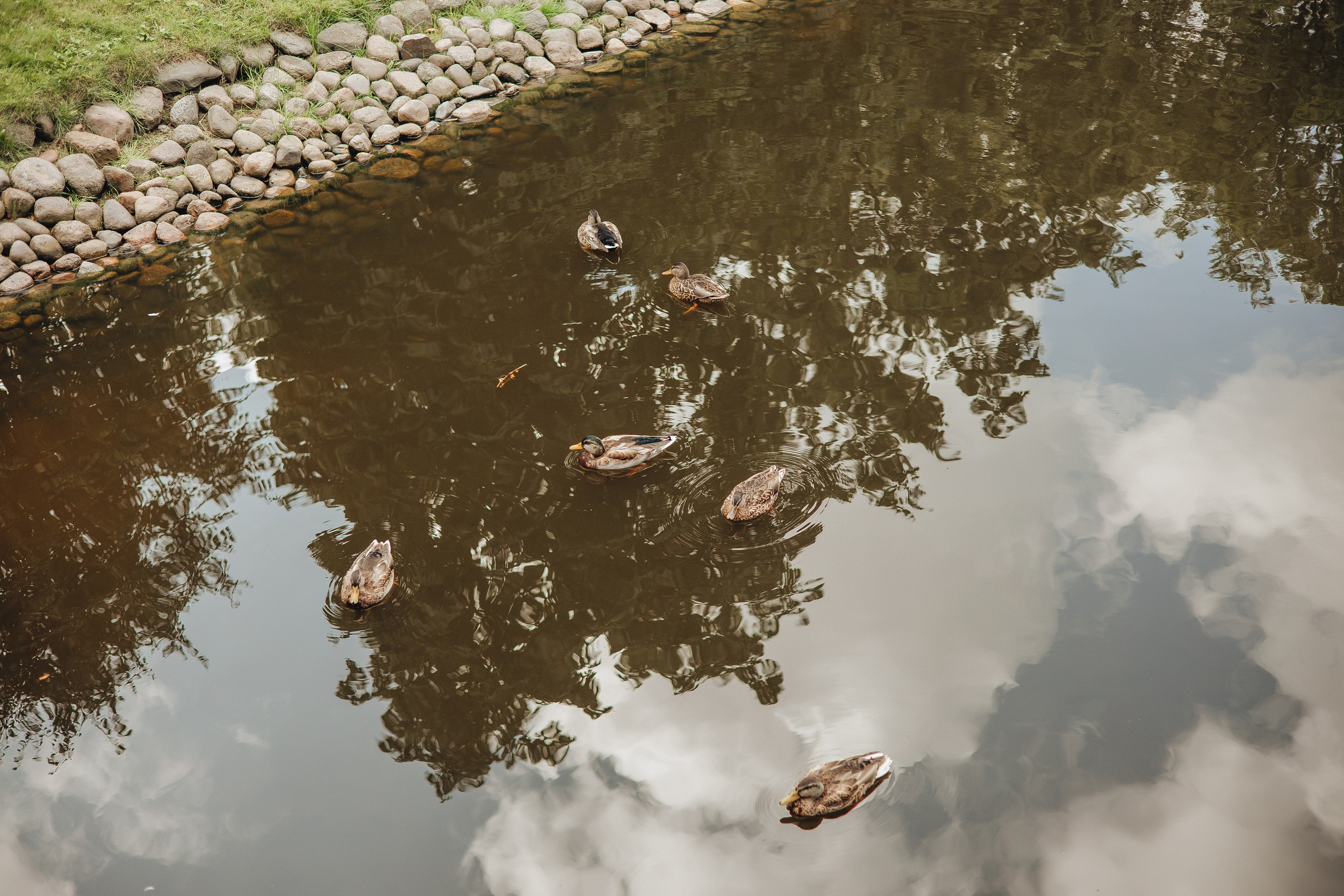 Прогулка в Михайловском саду. Свадебный и семейный фотограф Пушкин Царское Село СПБ Питер Санкт-Петербург и Рязань Ольга Козлова