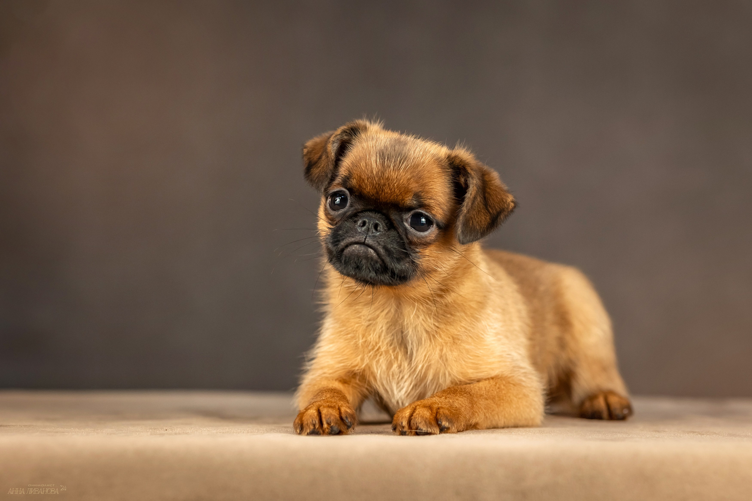 Гриффончики. Фотограф анималист Аня Ливанова | Рыбинск