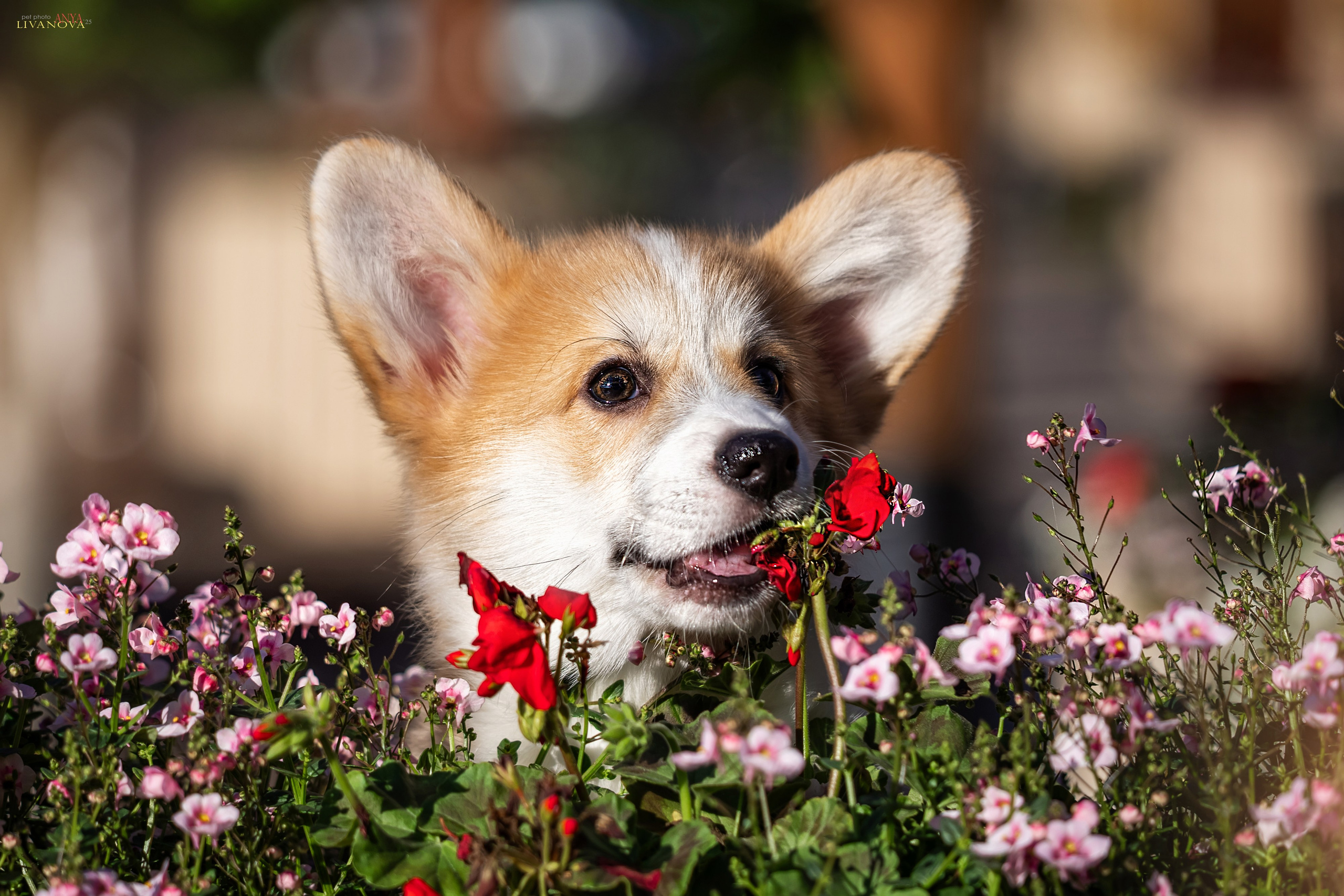 Коржики. Фотограф анималист Аня Ливанова | Рыбинск