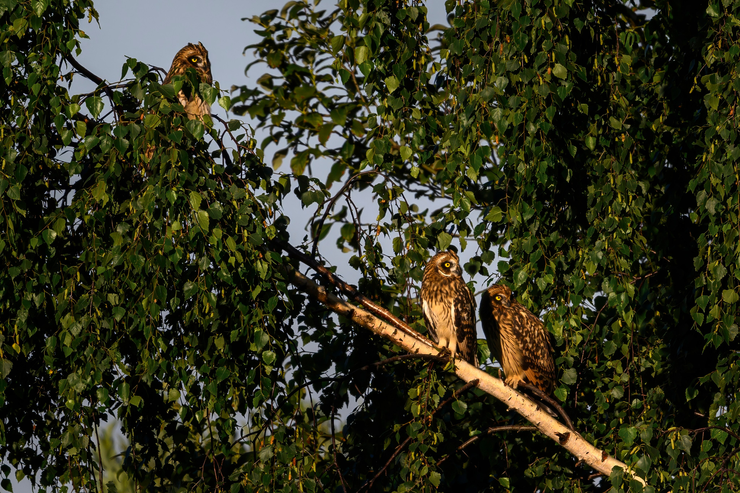 Short eared owl. Wildlife photography by Sergey Puponin