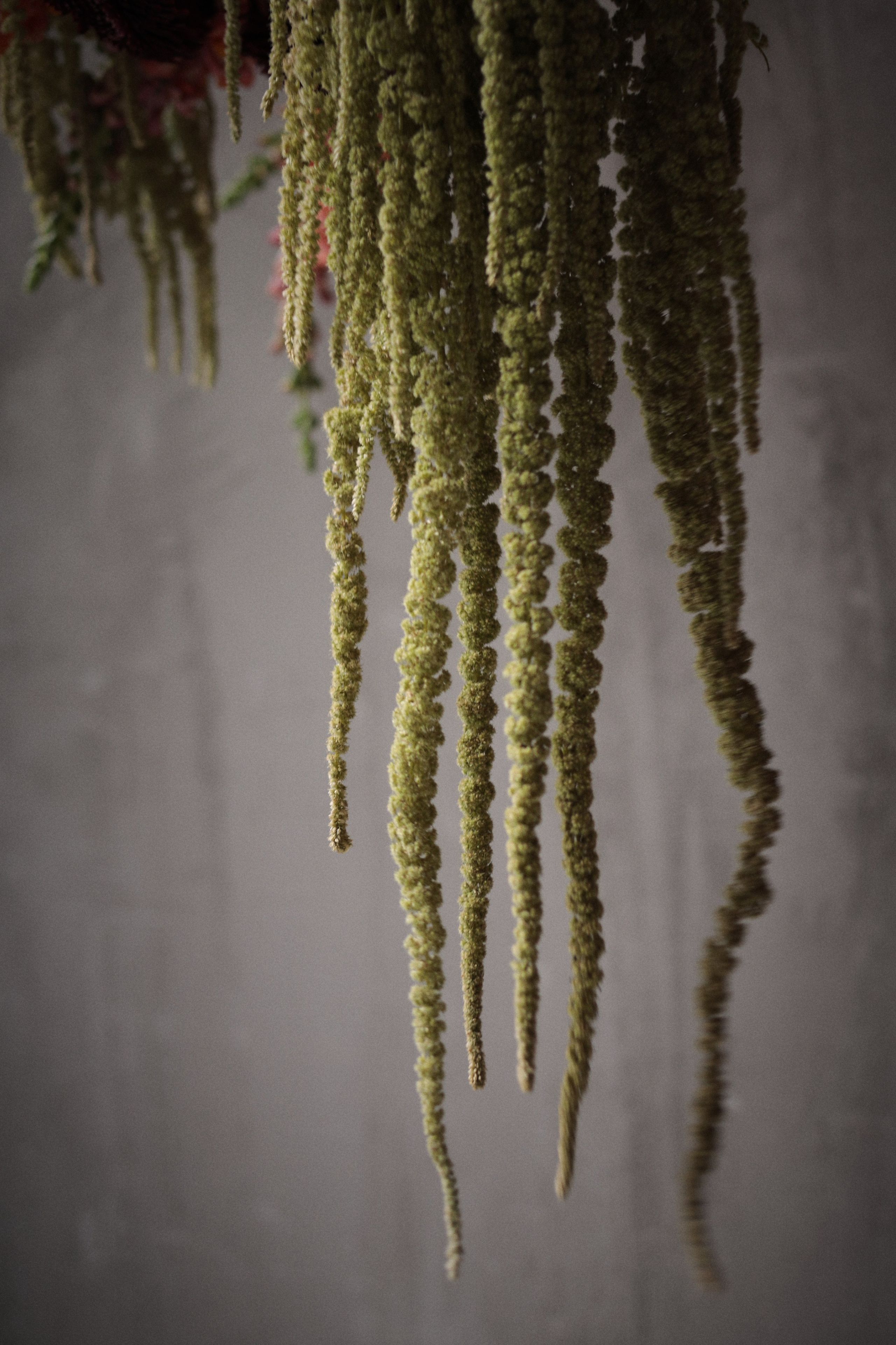 Flowers. Виктория Калугина — фотограф и видеомейкер в Москве