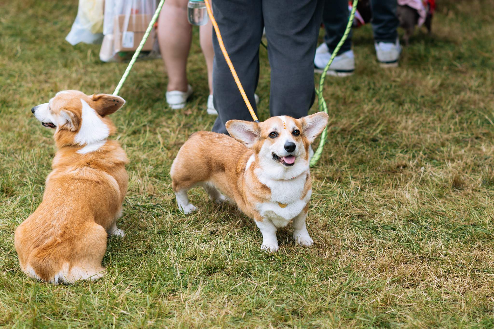 PETSHOP DAYS. Июнь 26. Репортажный фотограф в Санкт-Петербурге Анастасия Клёпова
