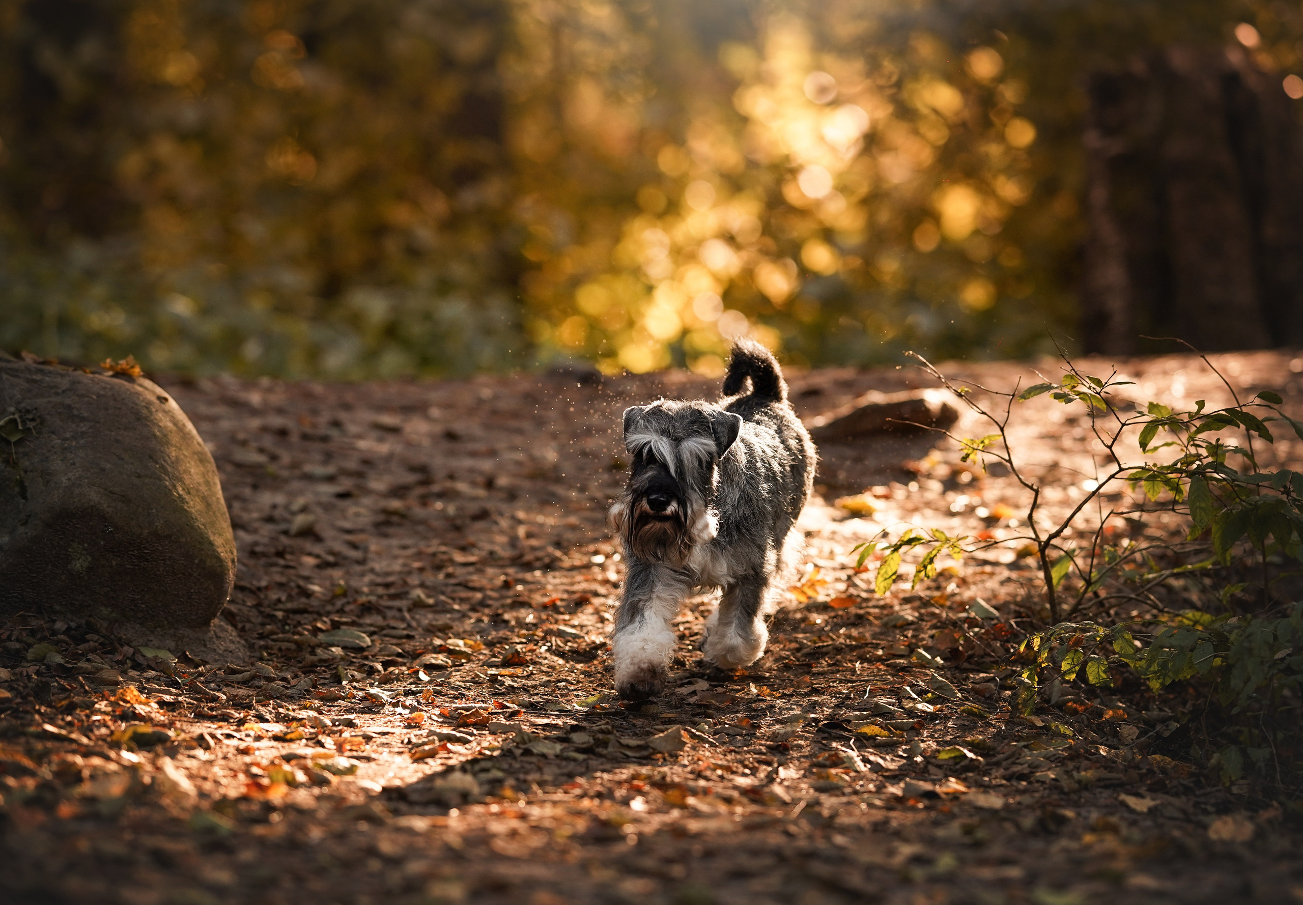Даша Никита и Бенчи. Фотограф-анималист в Санкт-Петербурге Яна Мартынова