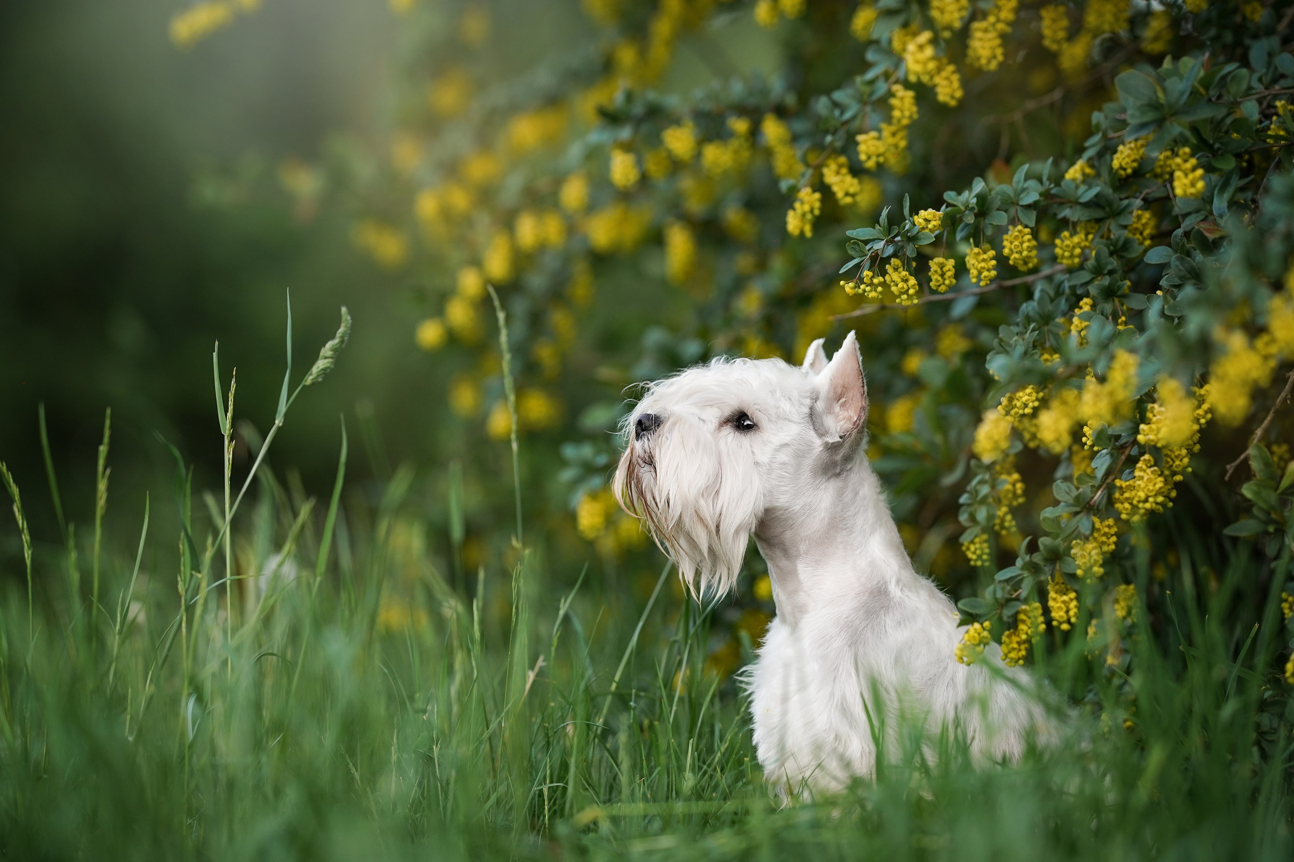 Оля и Доминик. Фотограф-анималист в Санкт-Петербурге Яна Мартынова