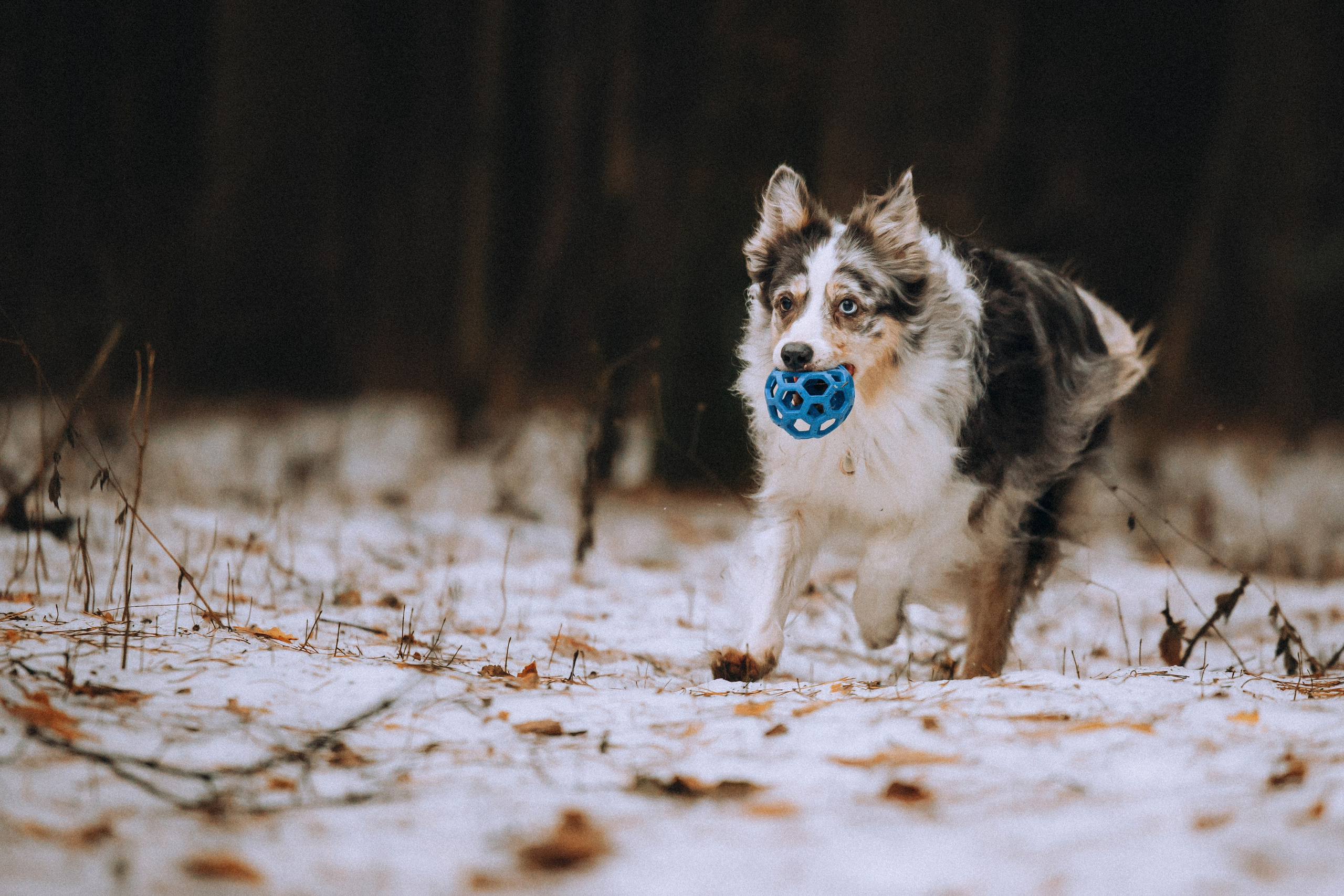 Полина, Милли и Паддингтон