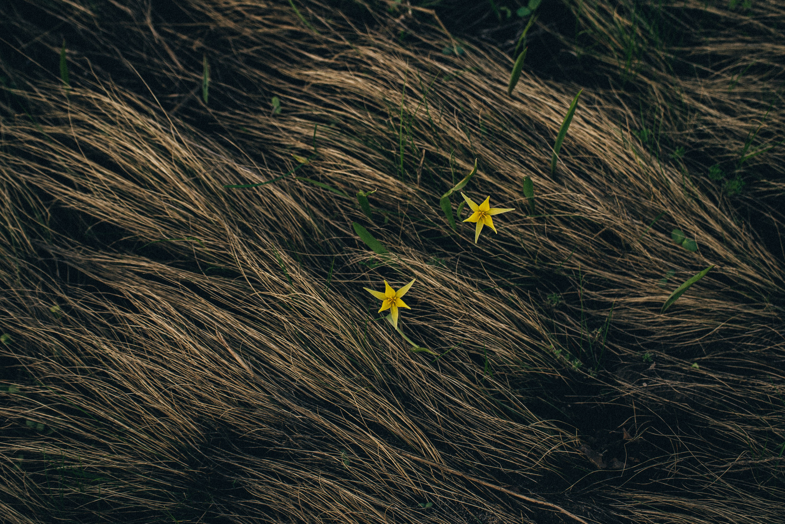 Заповедник «Оренбургский», предуральская степь. Фотообъединение Самарского областного отделения Союза журналистов России