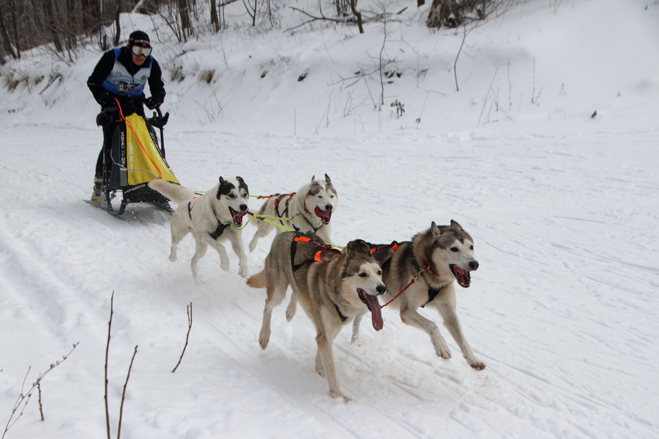 06.01.2020 Рождественские гонки на собаках. Фотообъединение Самарского областного отделения Союза журналистов России