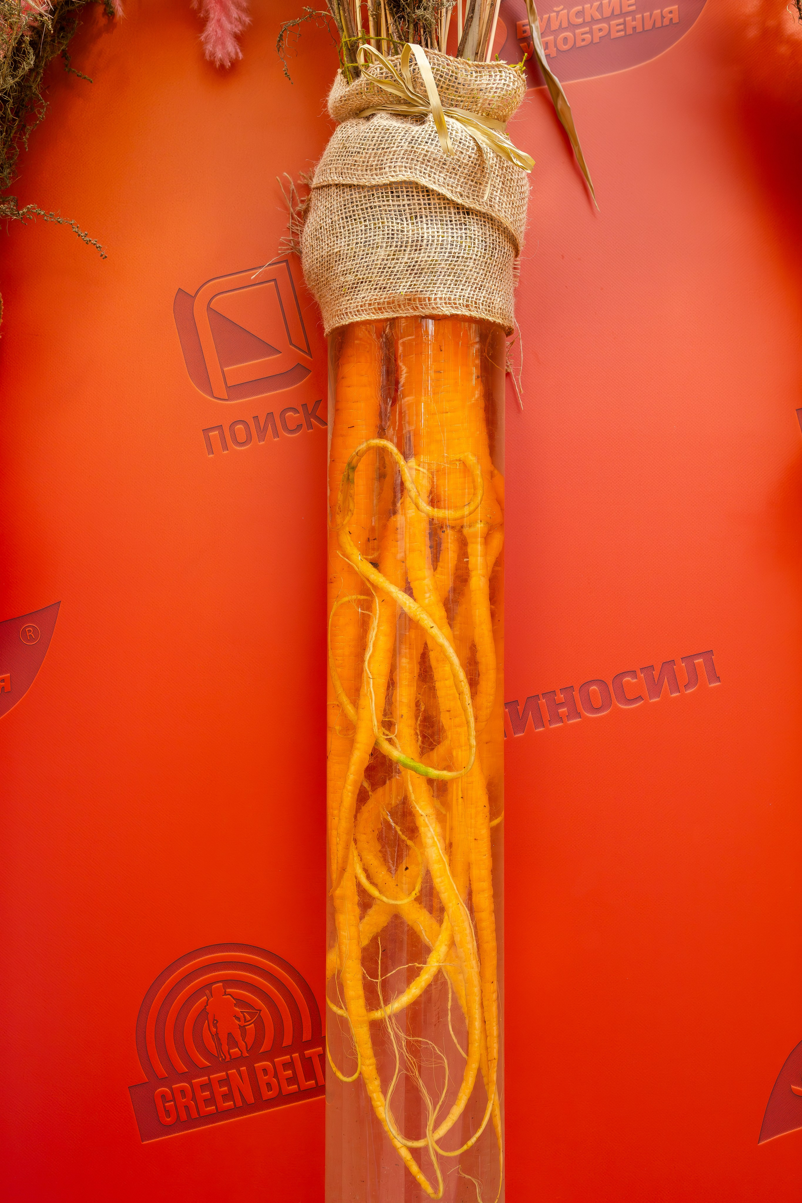 Овощи-гиганты. Александра Куликова фотограф, Москва