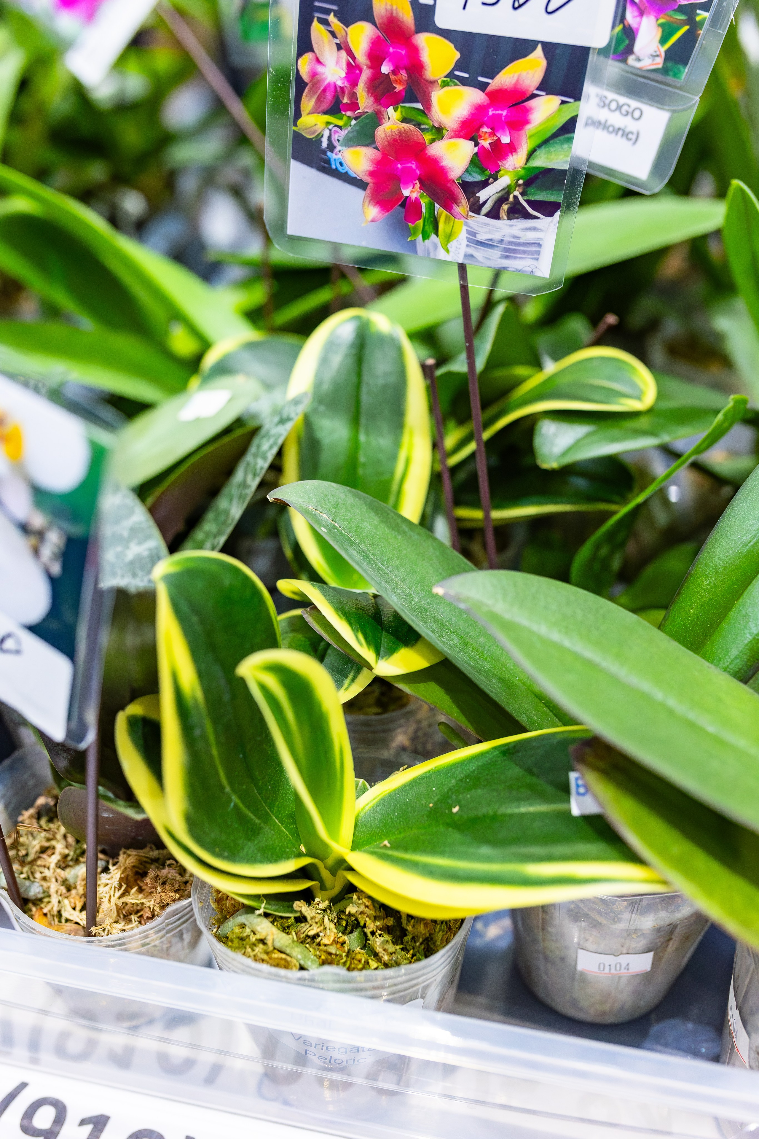 Орхидиум сентябрь 2025. Александра Куликова фотограф, Москва