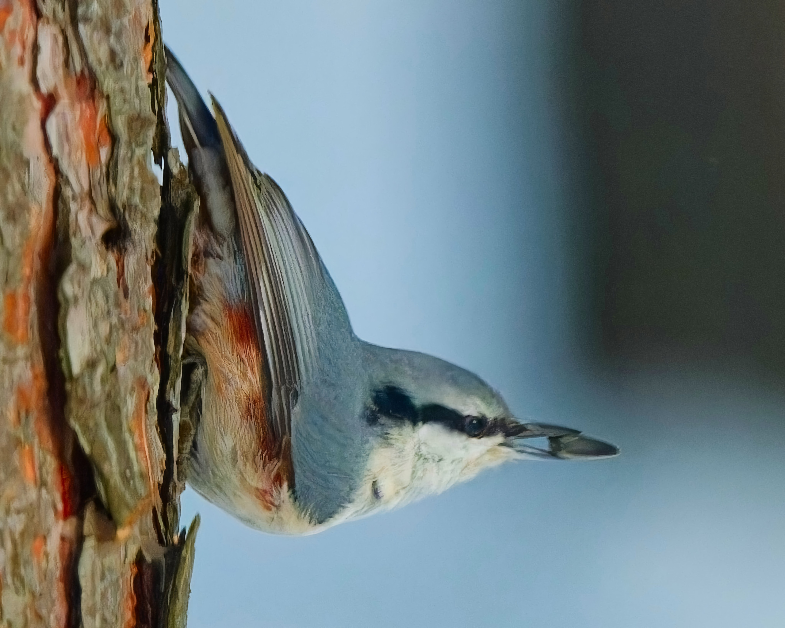 ПРИРОДА. Слепки времени. Фотографии природы и событий. Москва. Сергей Аллагулов