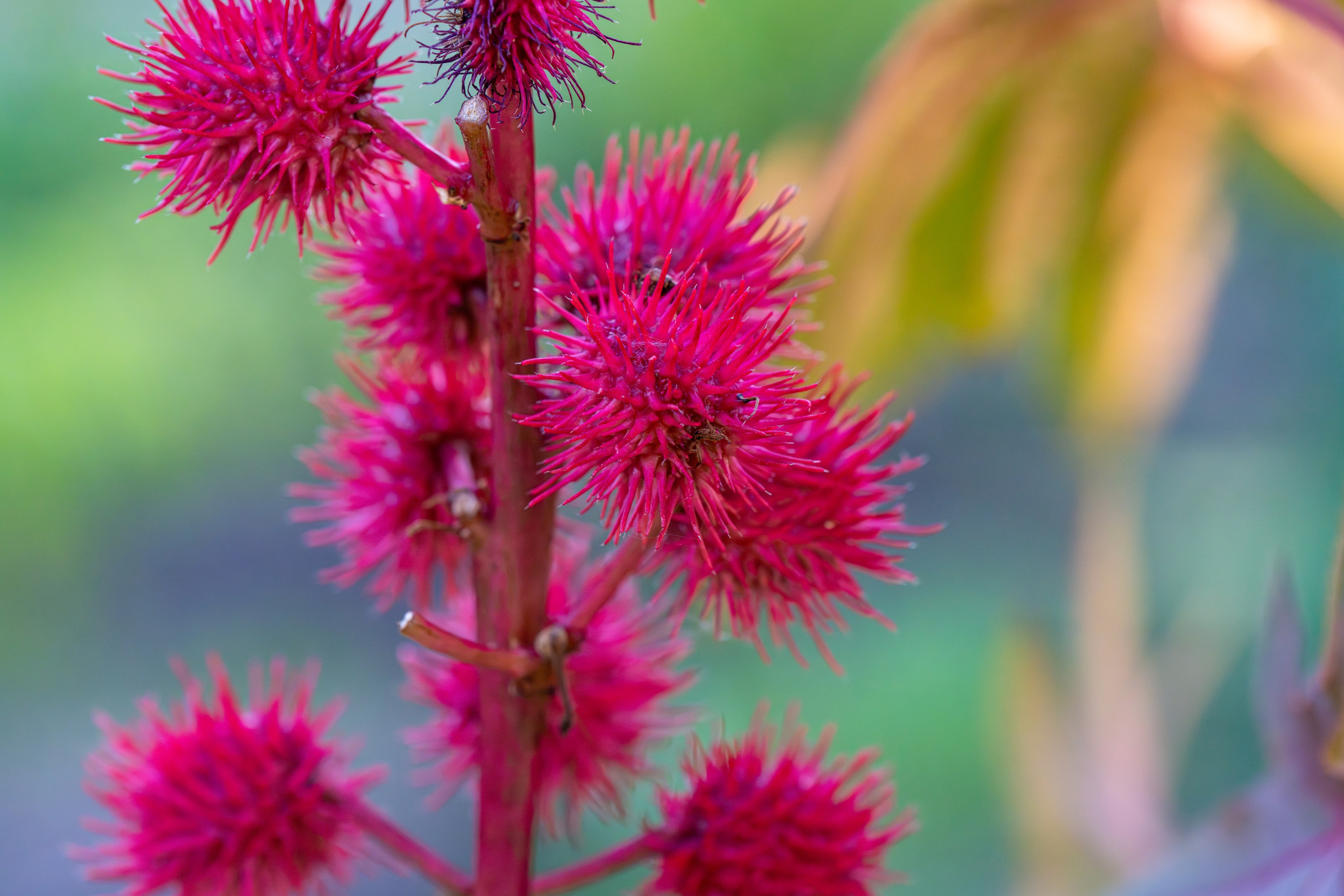 Колючий цветок в парке Монрепо