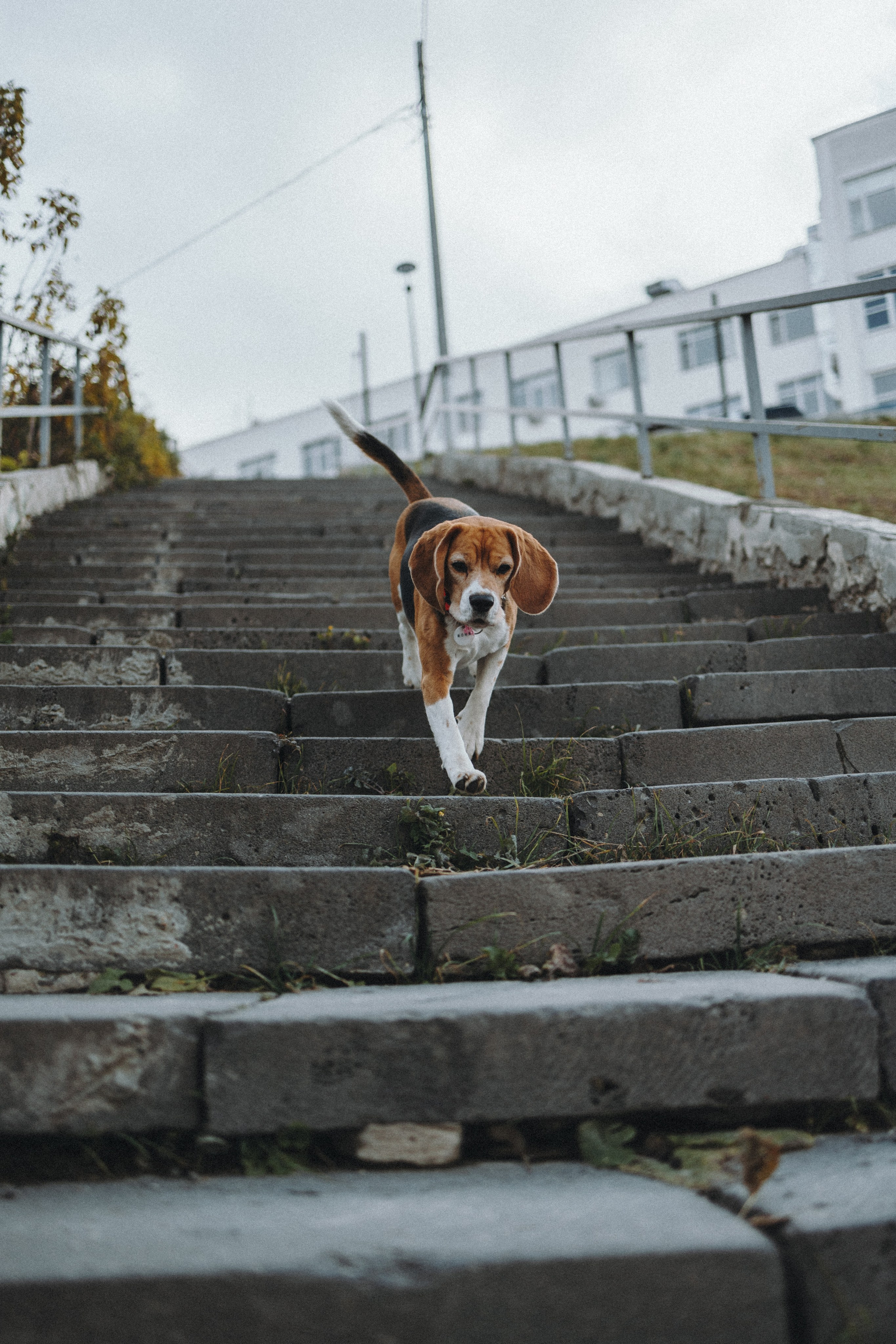 Аня и Моня. Фотограф — анималист Светлана Кысса|фотограф собак в Краснодаре и Нижнем Новгороде
