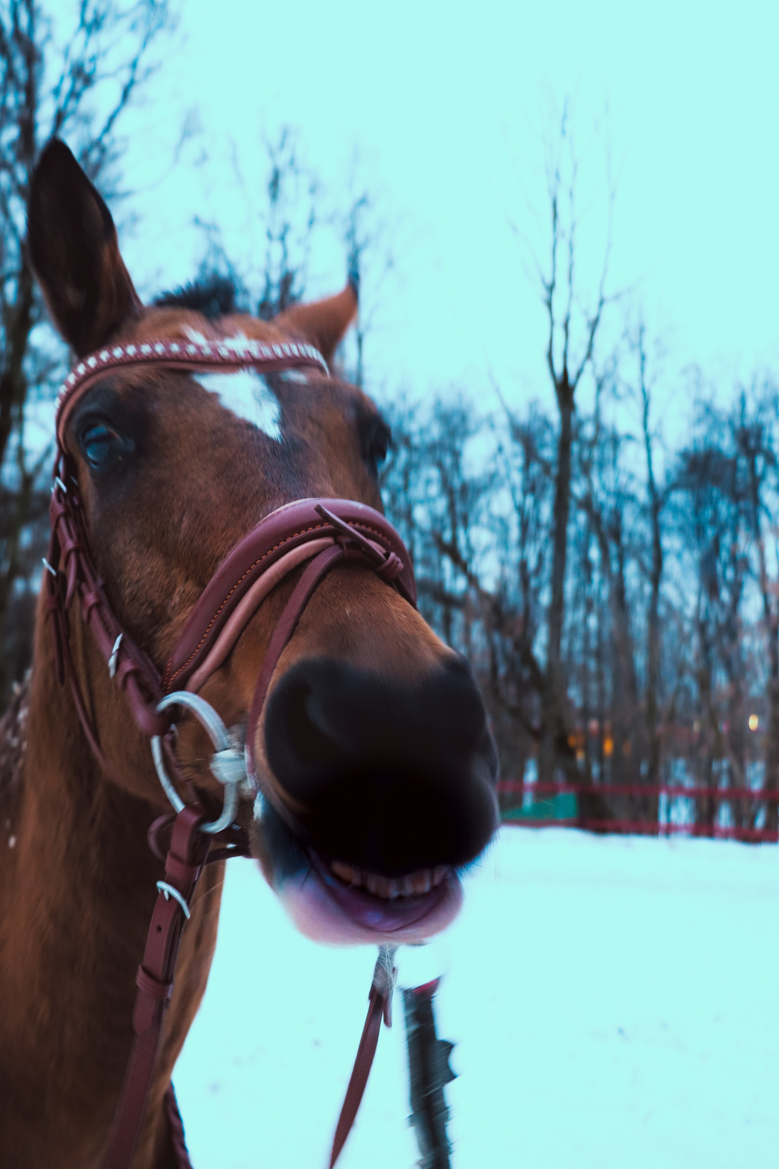 Девочка с конём. Фотограф репортажей и стритфотосессий в Москве Людмила Смирнова